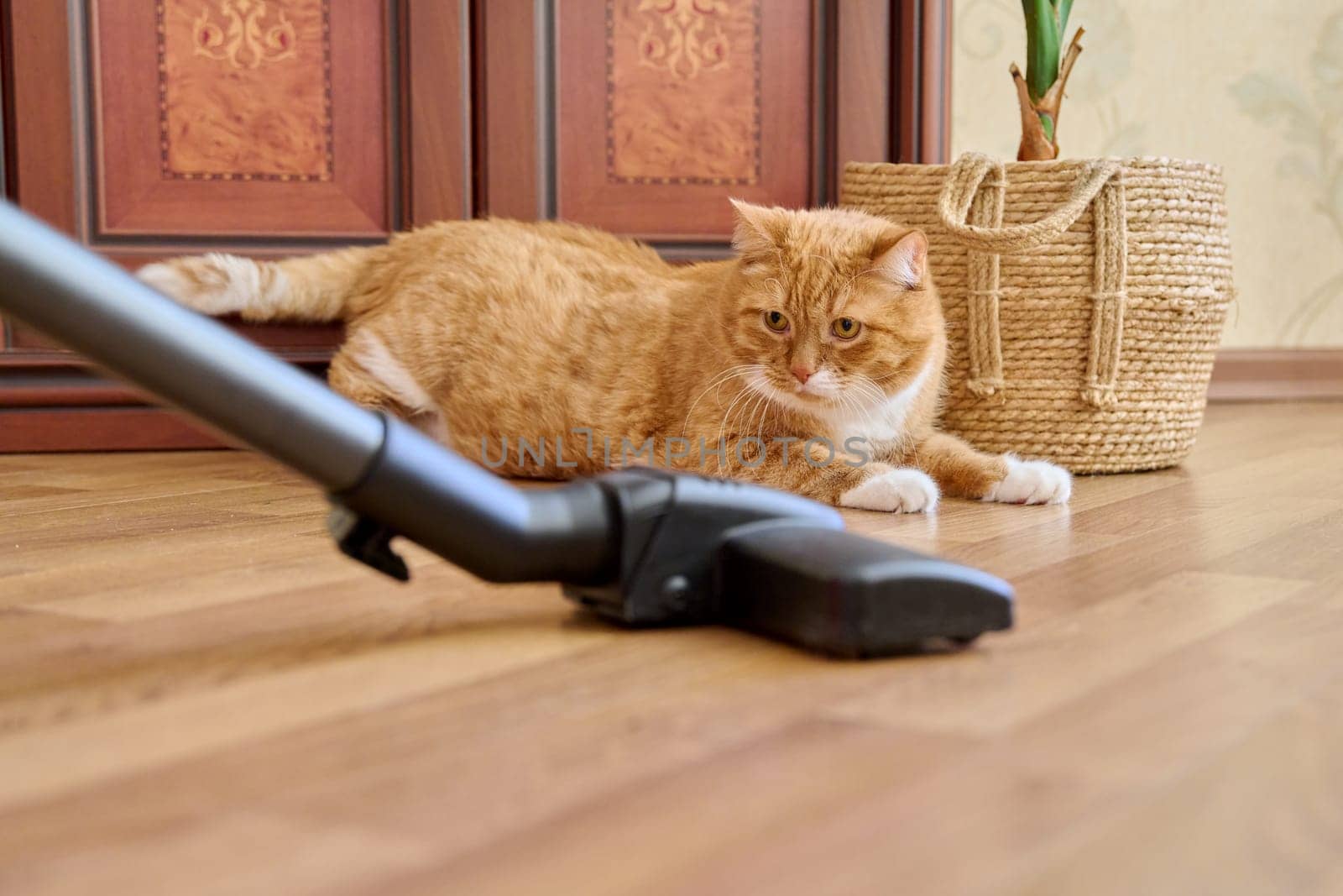 Cleaning house with vacuum cleaner, vacuum cleaner brush with pet red ginger cat. Cleaning, purity, housework, dust, animal, fluff allergy concept