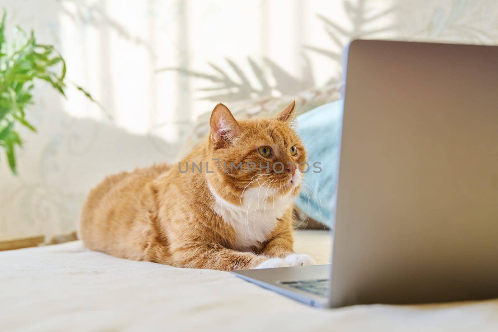 Serious focused old red ginger funny cat lying at home with laptop. Pets, animals, lifestyle, comfort, technology, leisure, lifestyle concept