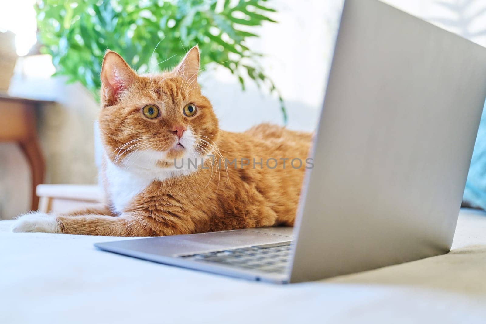 Serious focused ginger cat lying at home with laptop by VH-studio