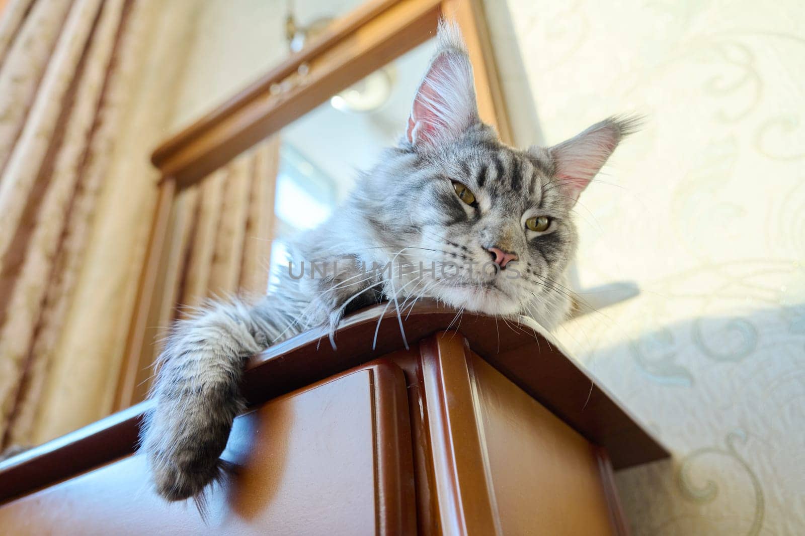 Portrait of relaxed gray cat lying sleeping at home. Silver adorable pedigreed Maine Coon. Animals, home, comfort, soft, relaxation, care, pets concept