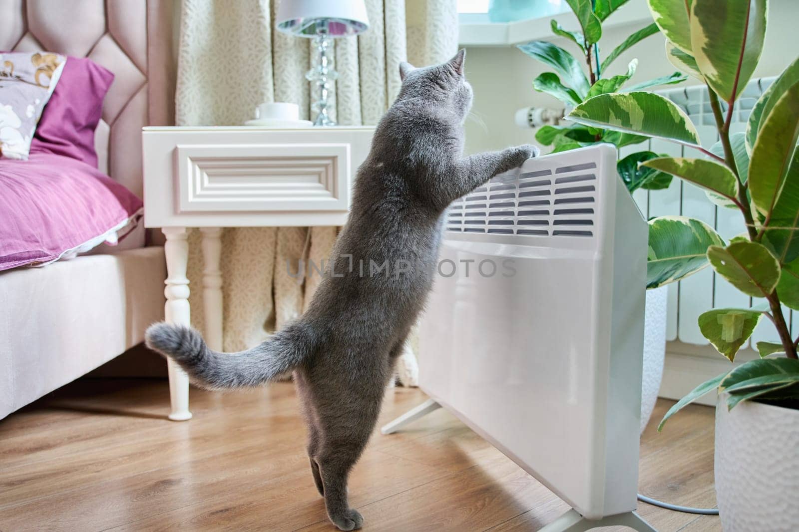 Domestic cat at home near the heating radiator by VH-studio