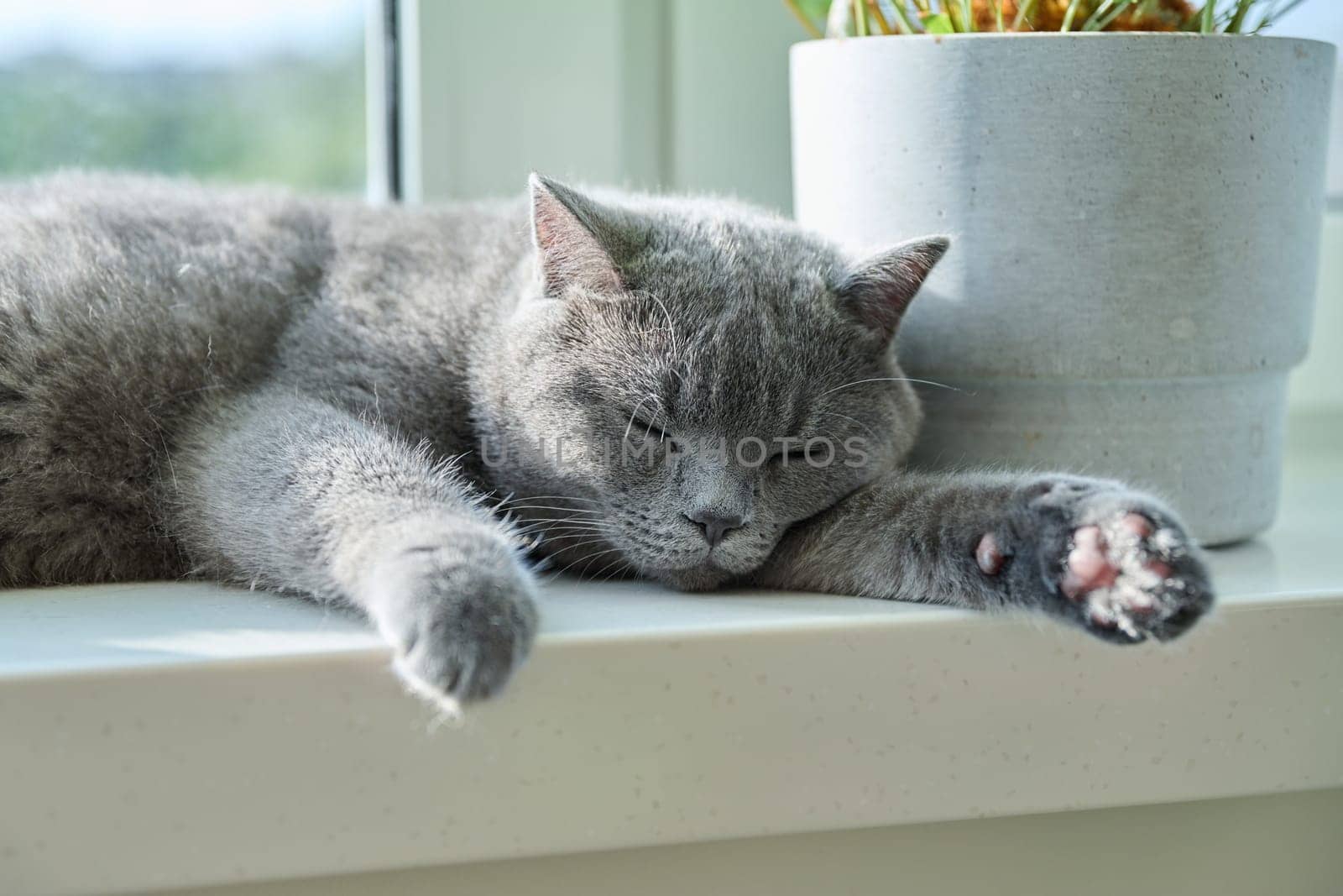 Relaxed sleeping gray cat on a sunny window. Gray British pet lying on the window at home