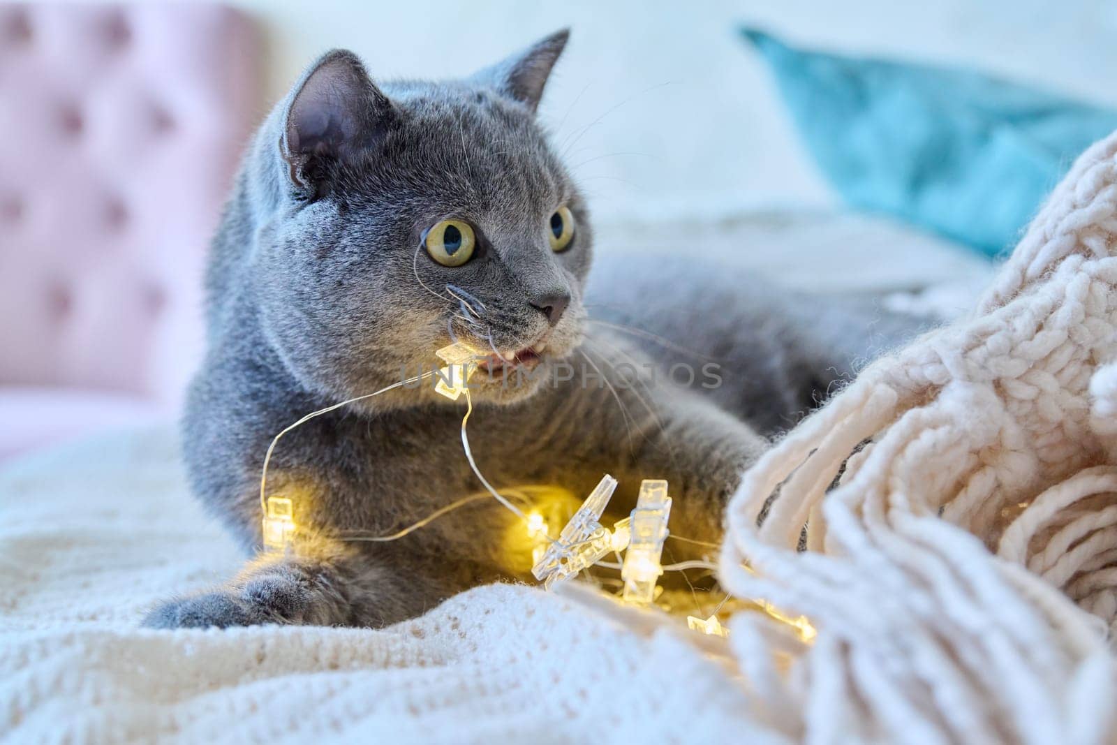 Funny pet cat with a New Year's garland in his mouth, lying on the bed at home