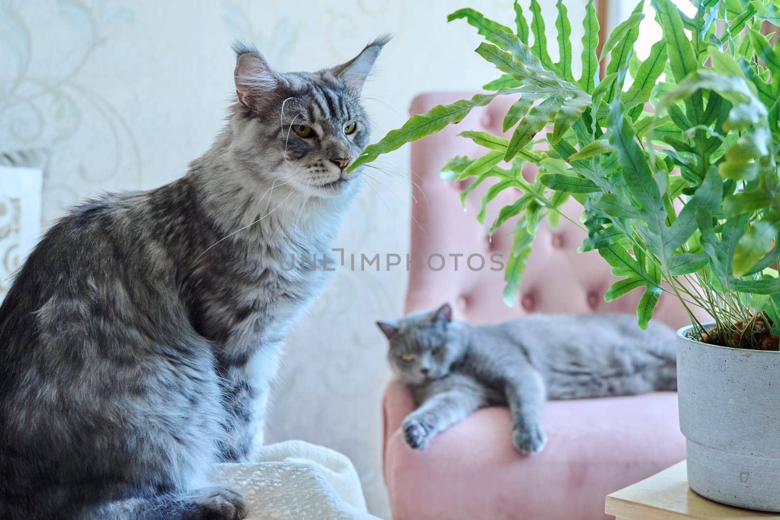 Two thoroughbred cats at home, sitting lying resting on chairs. Animals, home, lifestyle, pets concept
