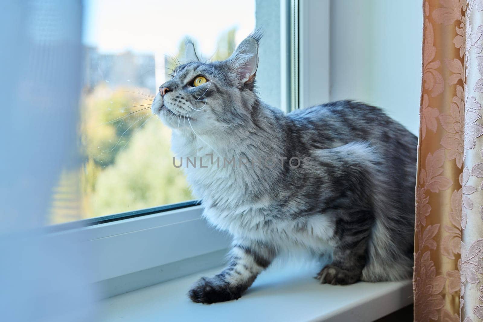 Serious attentive cat looking out the window, hunting for birds by VH-studio