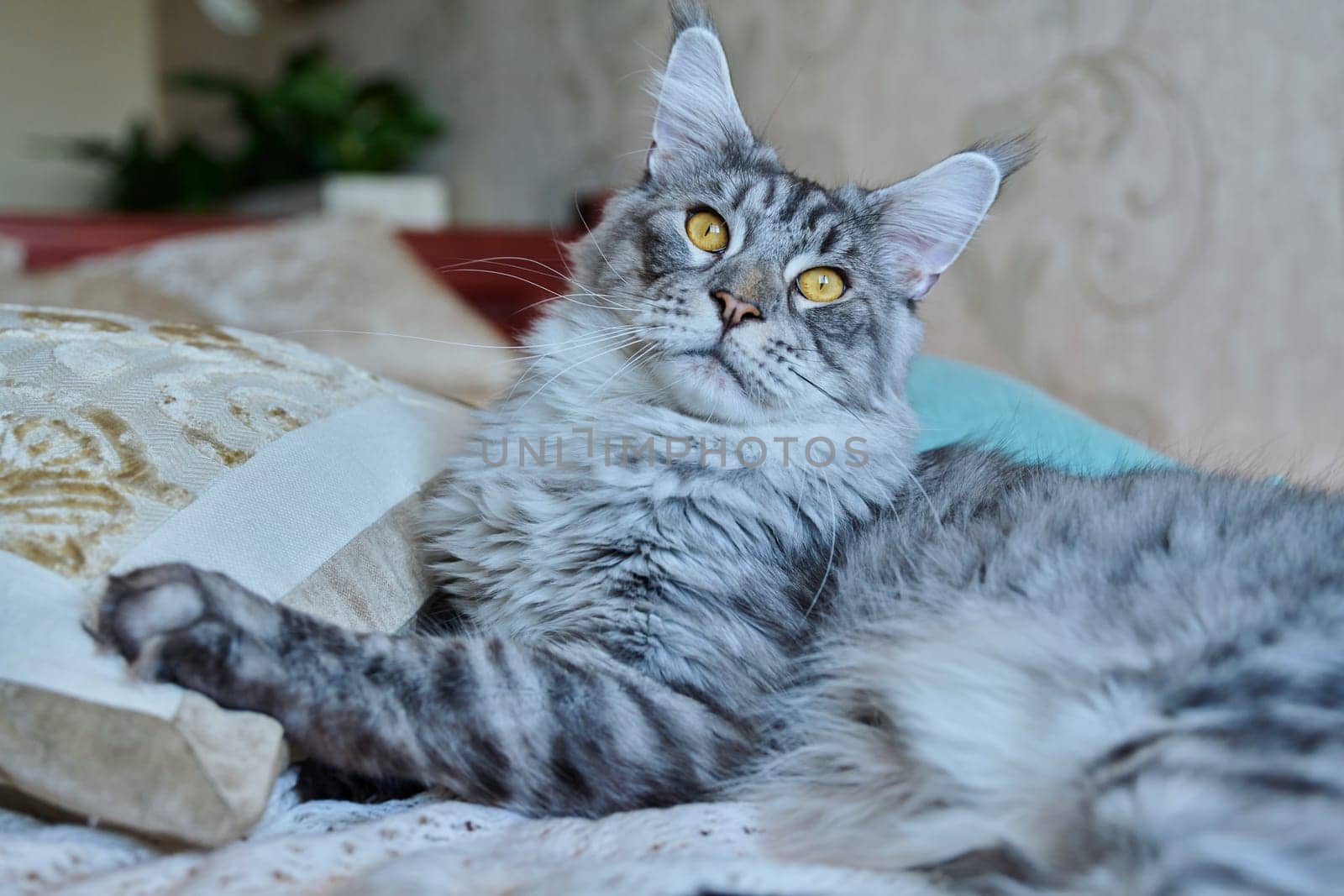 Gray cat resting lying at home on the bed, adorable fluffy young purebred silver pet Maine Coon. Animals, home, comfort, soft, relaxation, care, pets concept