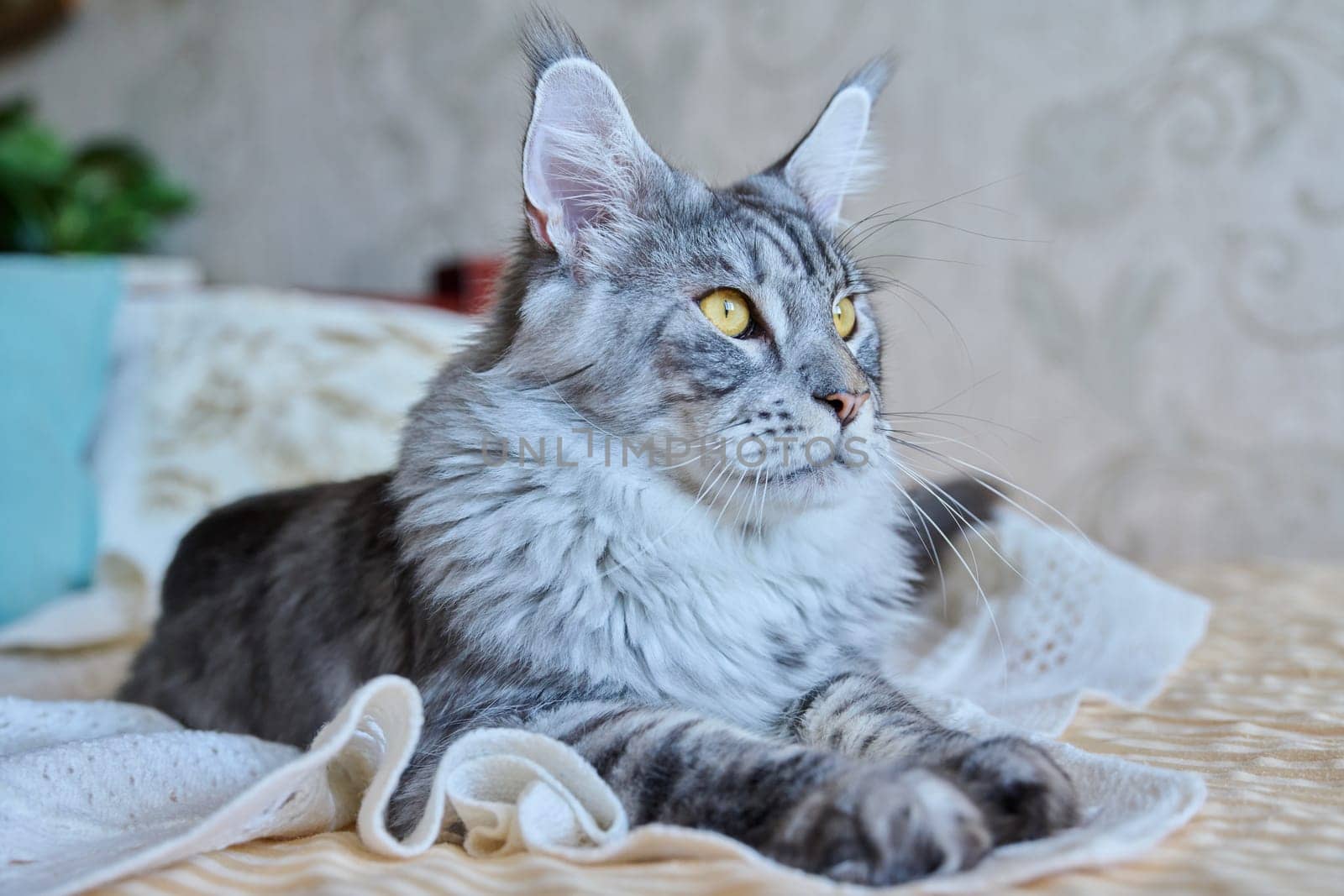 Gray cat resting lying at home on the bed, adorable fluffy young purebred silver pet Maine Coon. Animals, home, comfort, soft, relaxation, care, pets concept