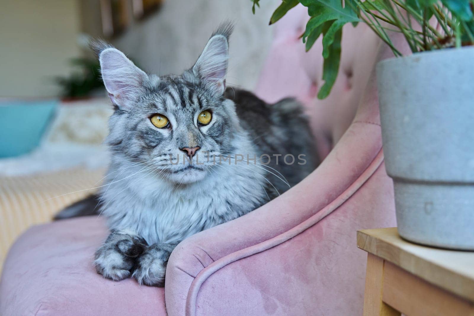 Portrait of relaxed gray cat lying on an armchair at home. Silver adorable pedigreed Maine Coon on pink velvet chair. Animals, home, comfort, soft, relaxation, care, pets concept