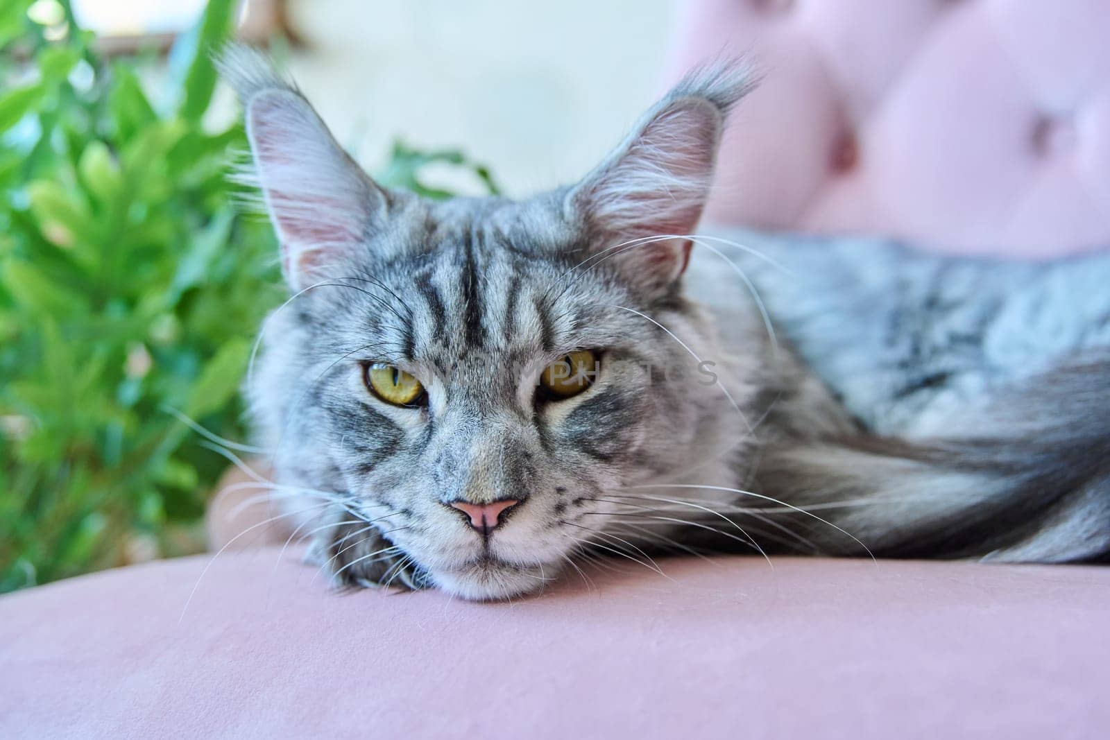 Portrait of relaxed gray cat lying on an armchair at home. Silver adorable pedigreed Maine Coon on pink velvet chair looking at camera. Animals, home, comfort, soft, relaxation, care, pets concept