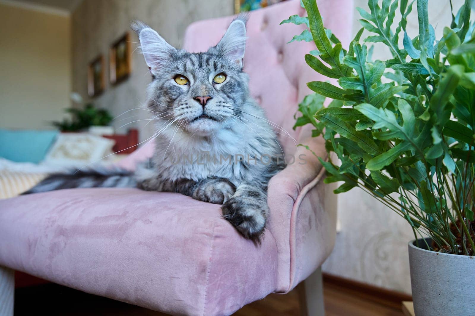 Portrait of relaxed gray cat lying on an armchair at home. Silver adorable pedigreed Maine Coon on pink velvet chair. Animals, home, comfort, soft, relaxation, care, pets concept