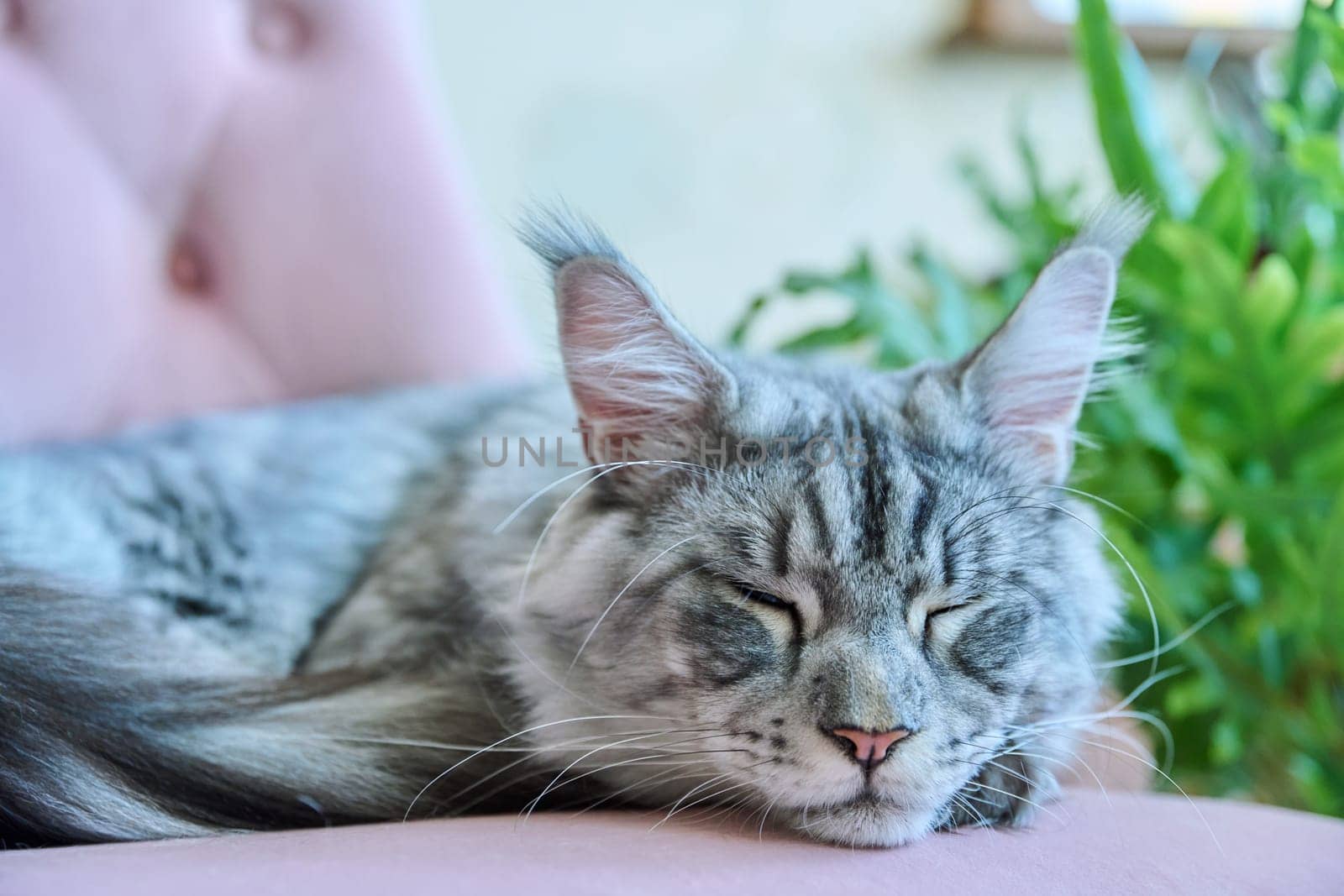 Portrait of relaxed gray cat lying sleeping on an armchair at home. Silver adorable pedigreed Maine Coon on pink velvet chair. Animals, home, comfort, soft, relaxation, care, pets concept