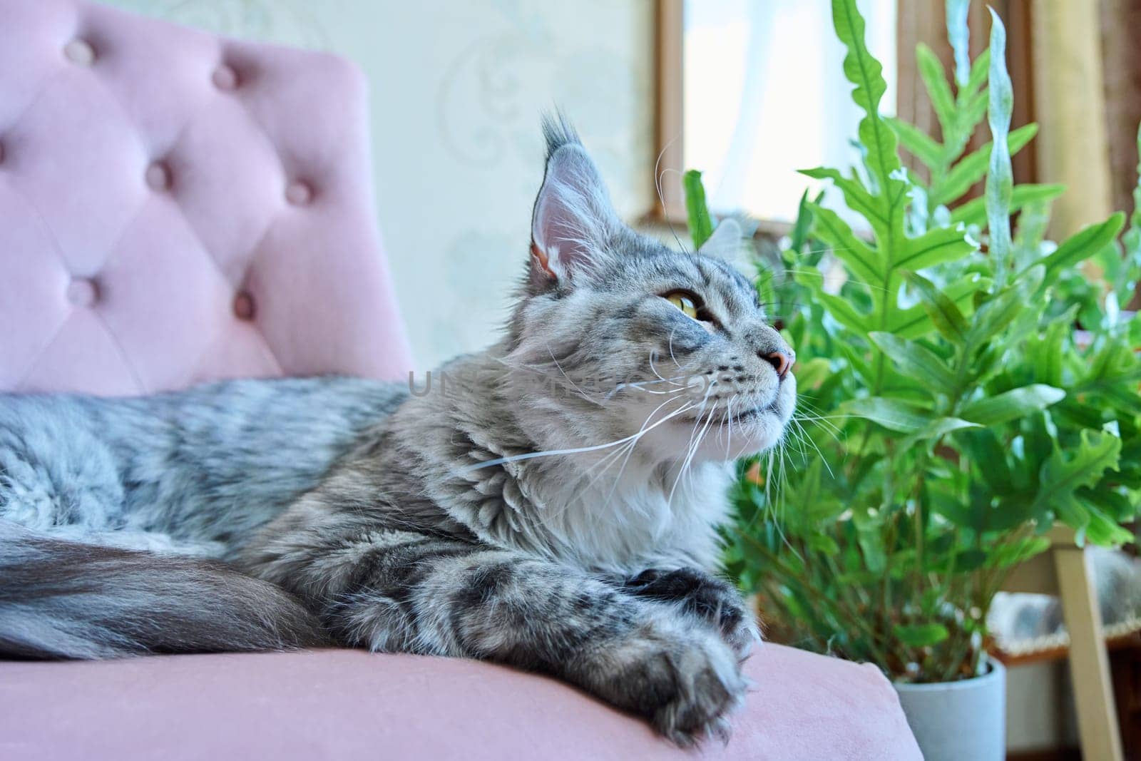 Portrait of relaxed gray cat lying on an armchair at home by VH-studio