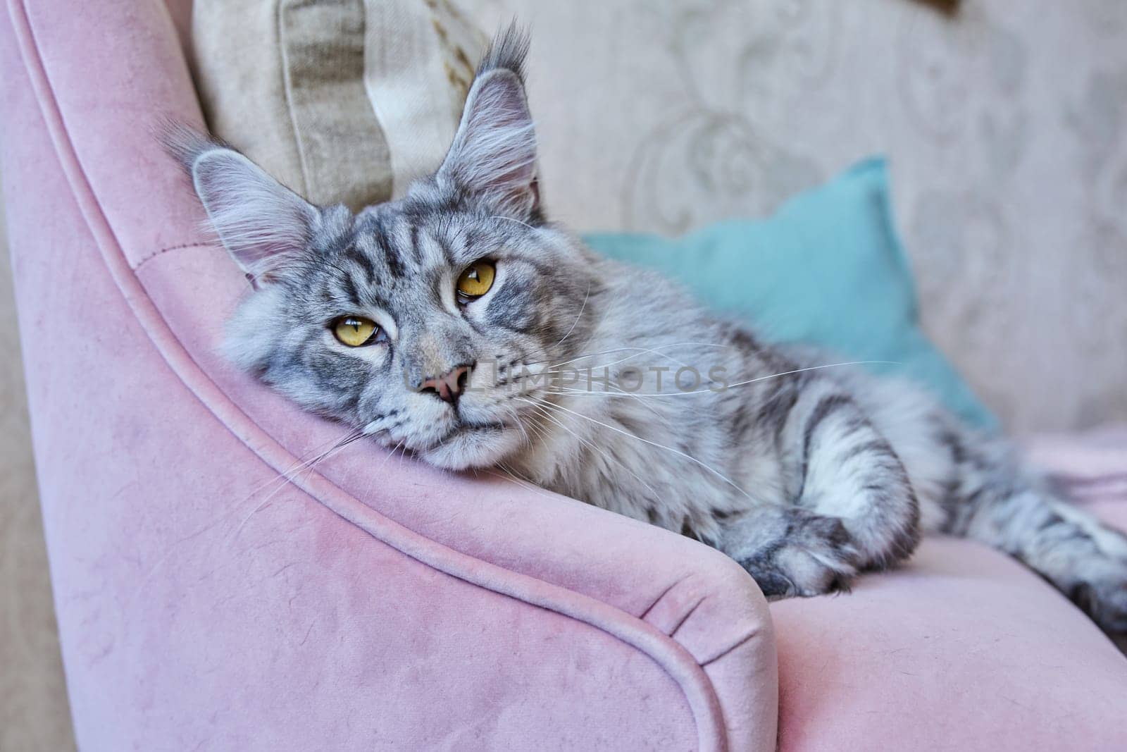 Portrait of relaxed gray cat lying on an armchair at home by VH-studio