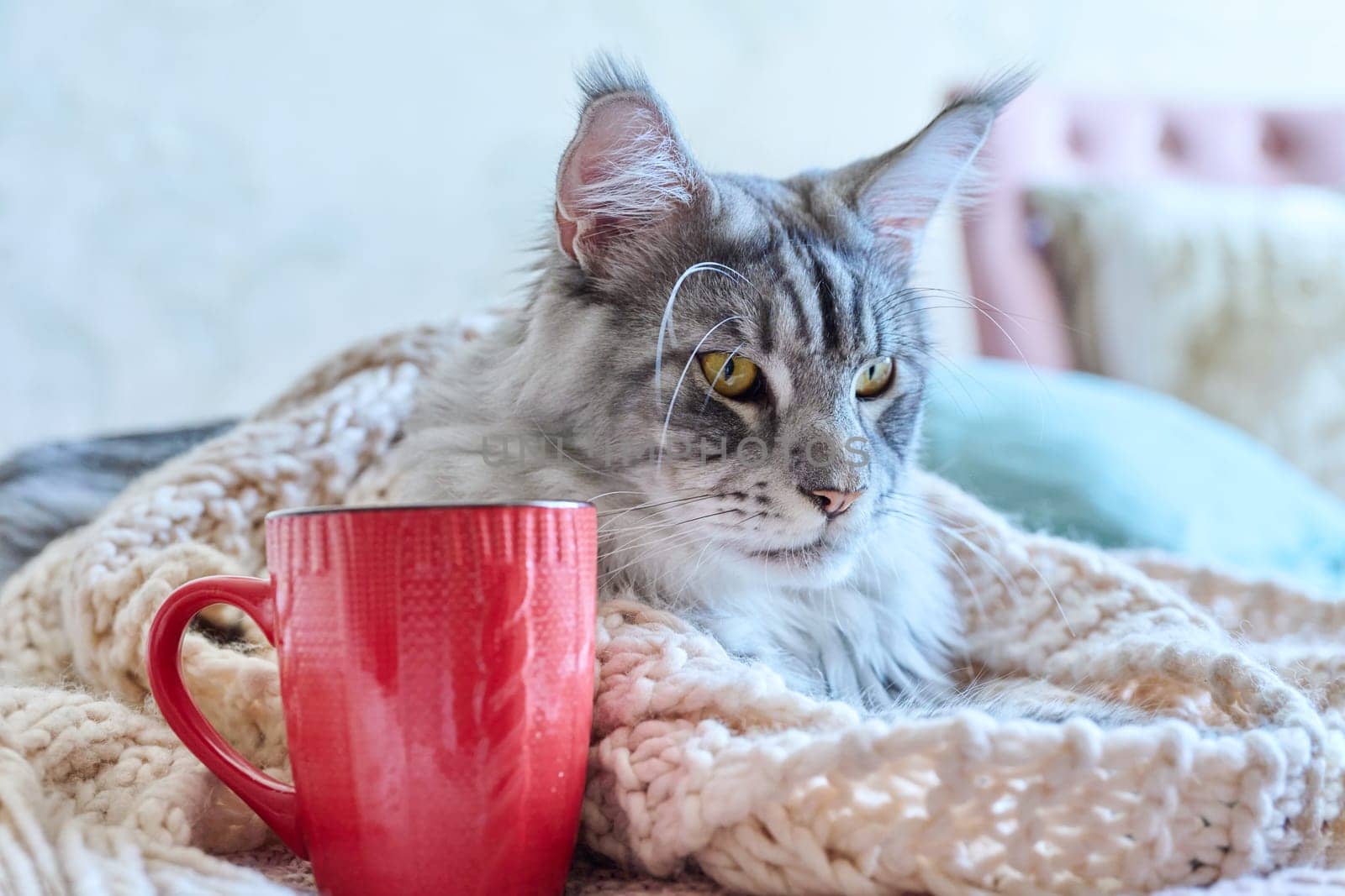 Winter portrait of fluffy gray cat lying in woolen warm clothes with mug. Cold season, autumn winter, relax, energy crisis, saving energy resources, warmth, comfort concept