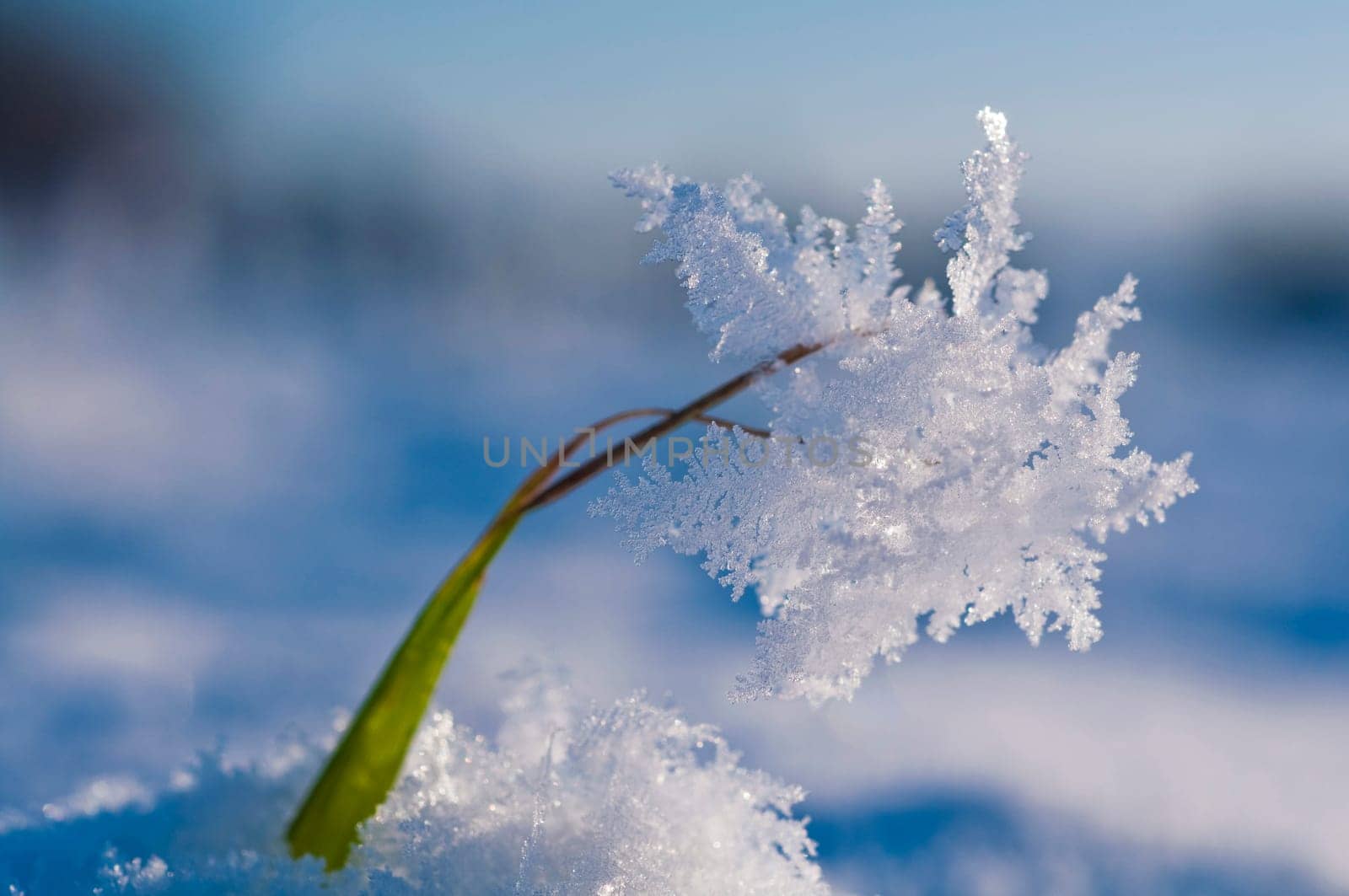 Ice crystals on the blade of grass