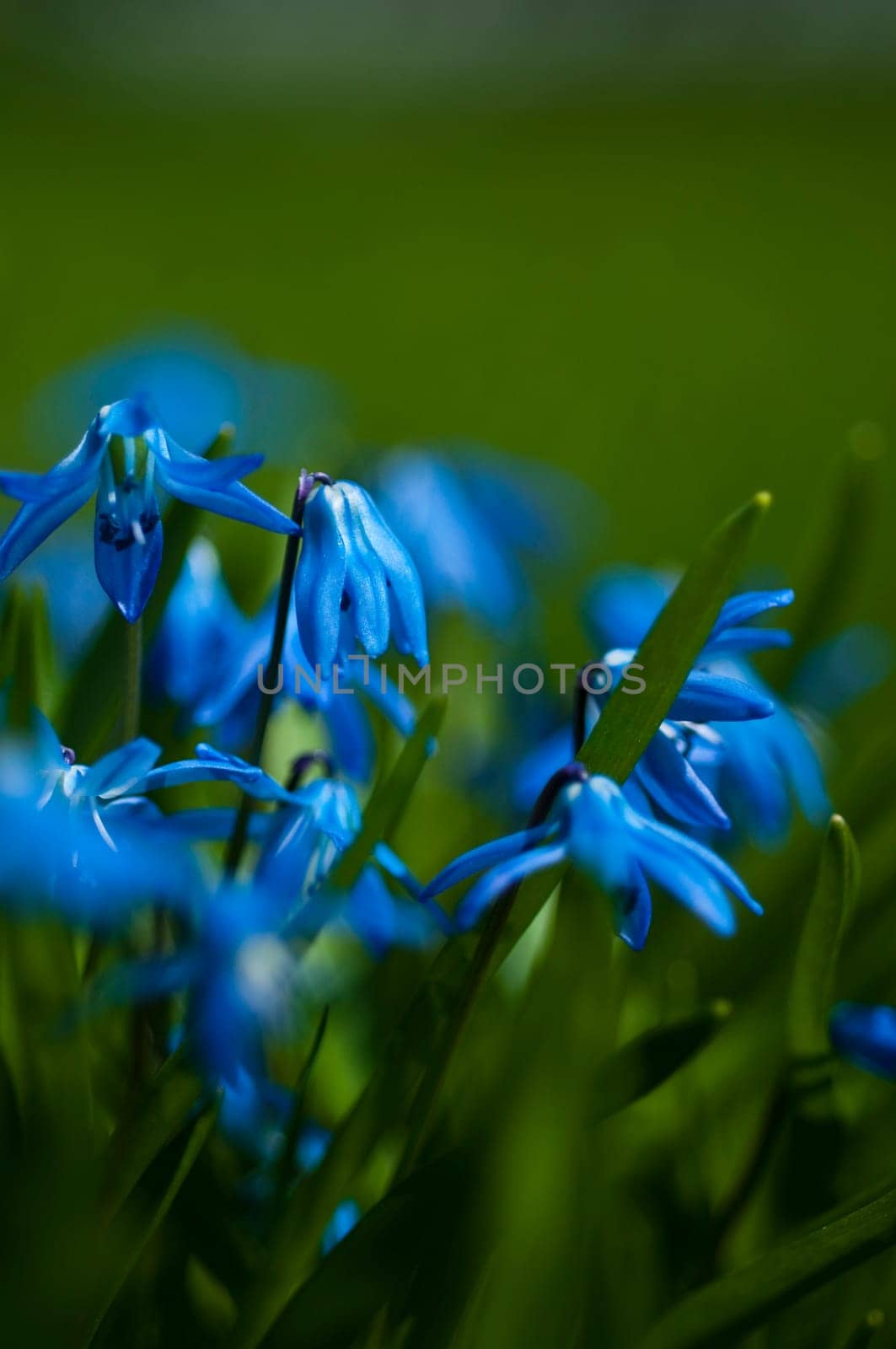 Scilla Sibirica - Siberian Blue Star