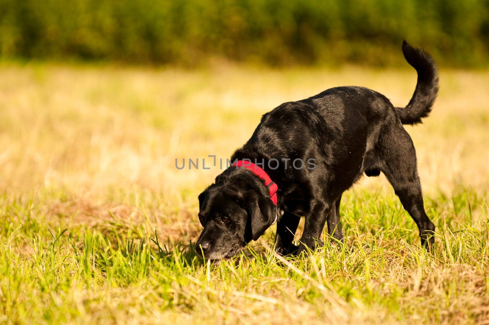 Labrador on meadow sniffing