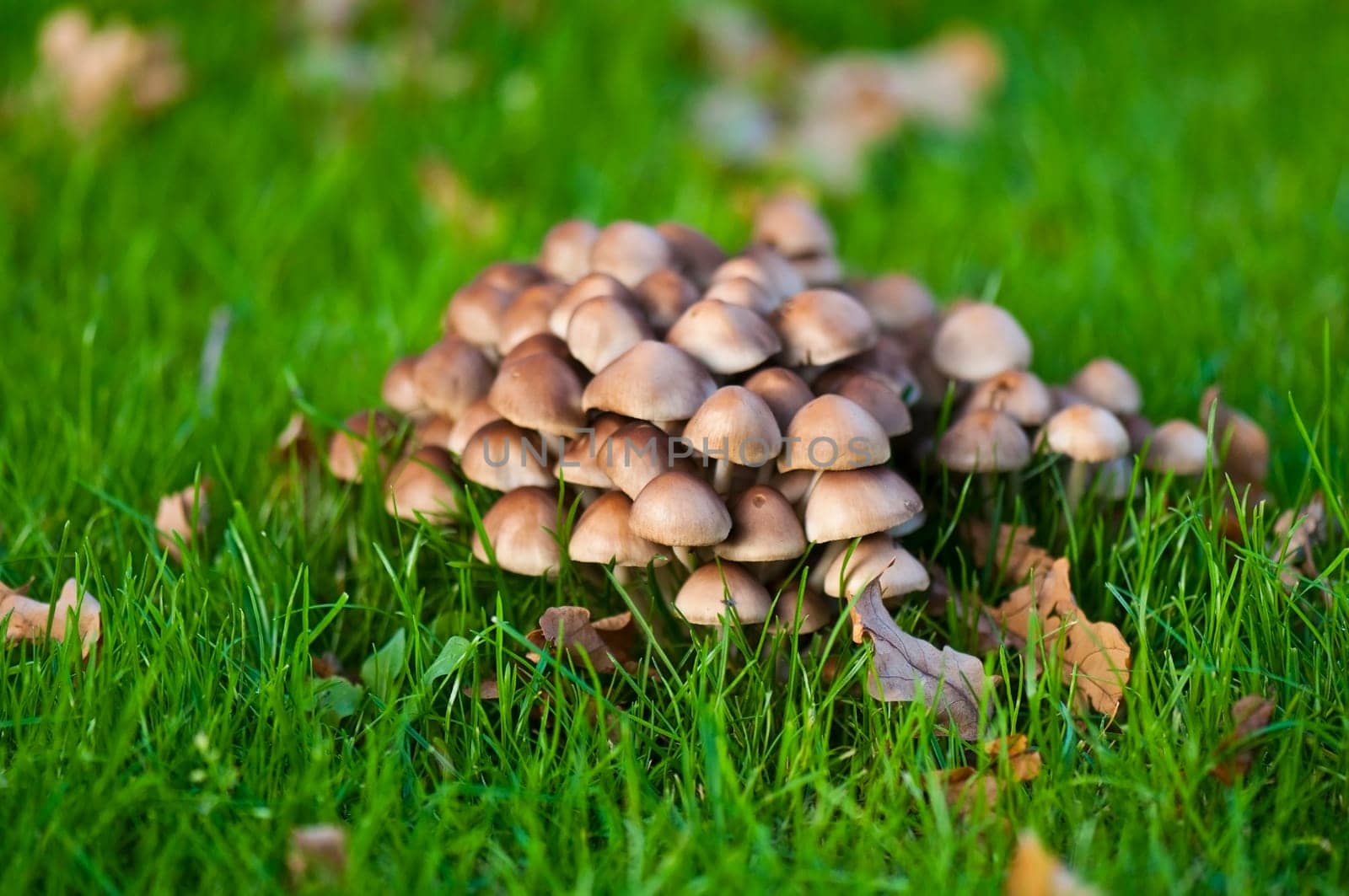 Autumnal mushroom group from tintlings