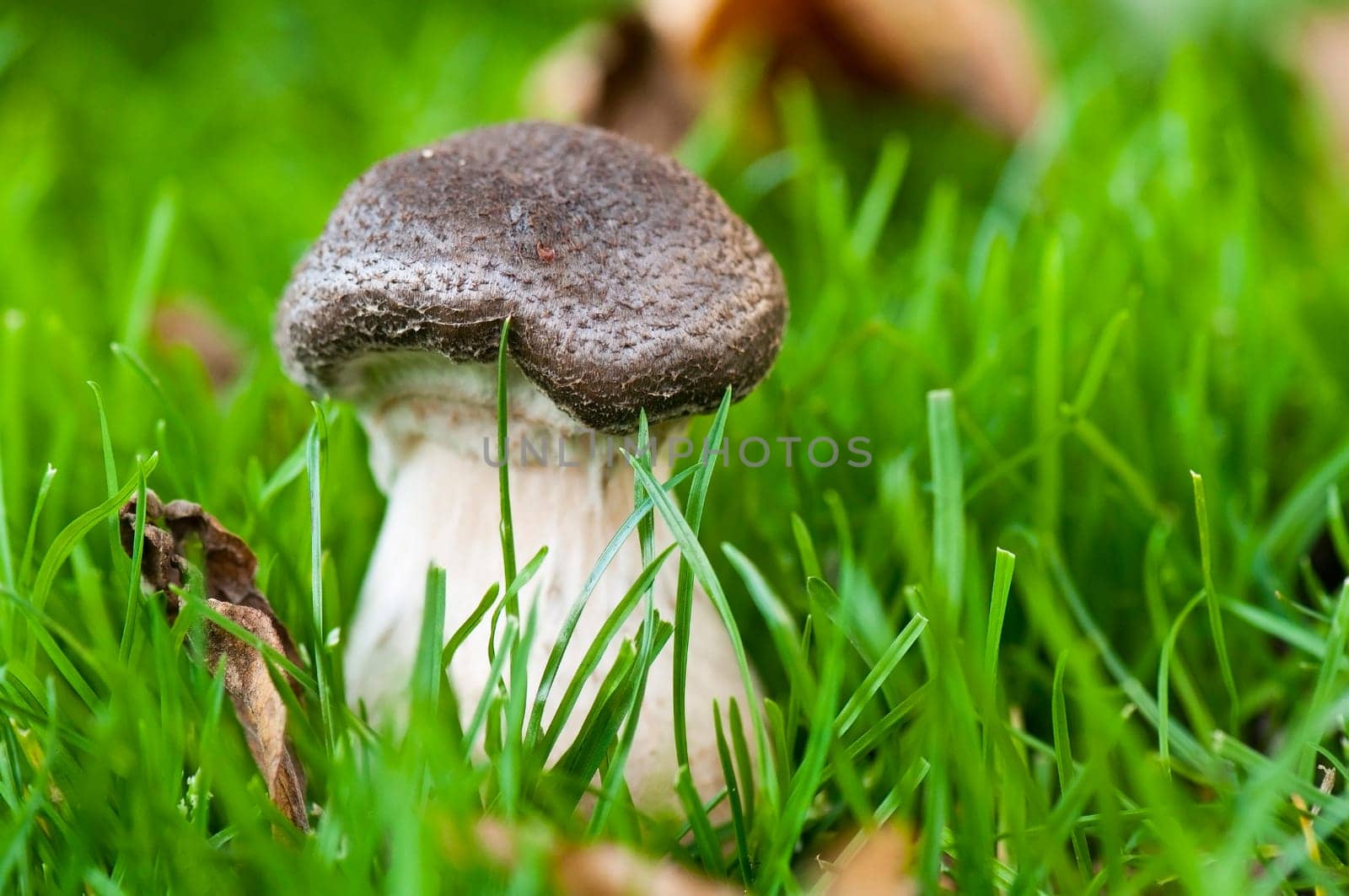 Autumnal mushroom group in the grass
