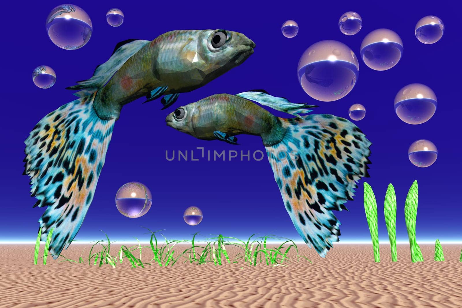 colorful fish