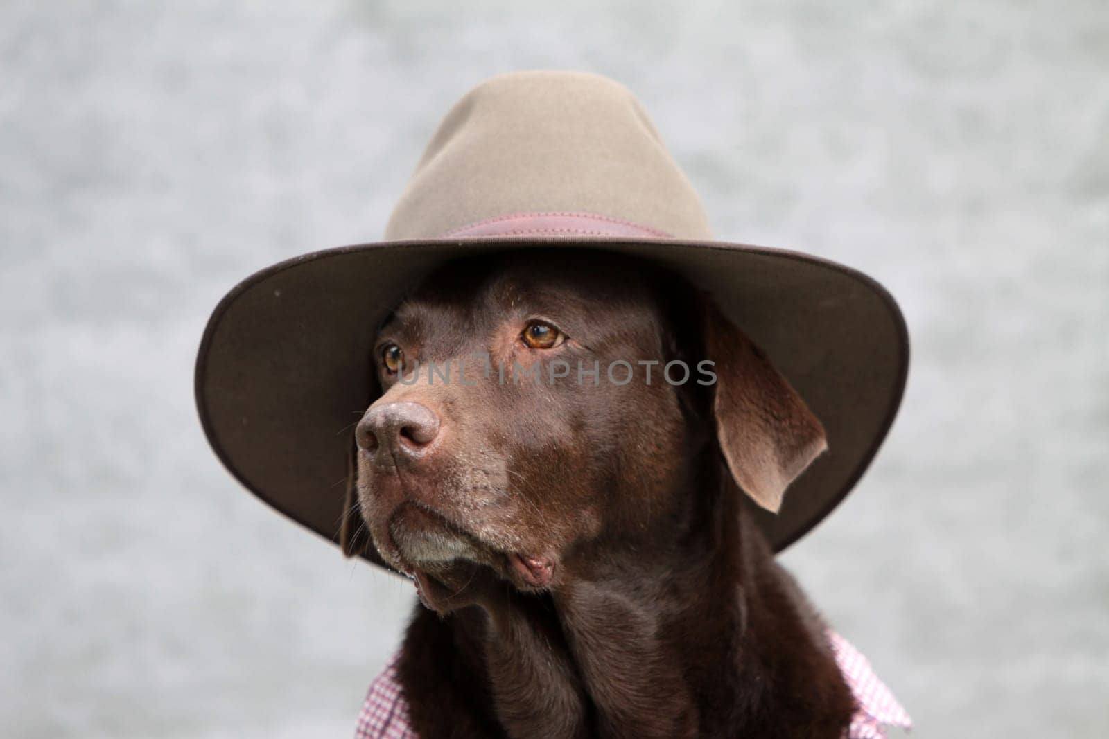 Labrador with cowboy hat and checked shirt