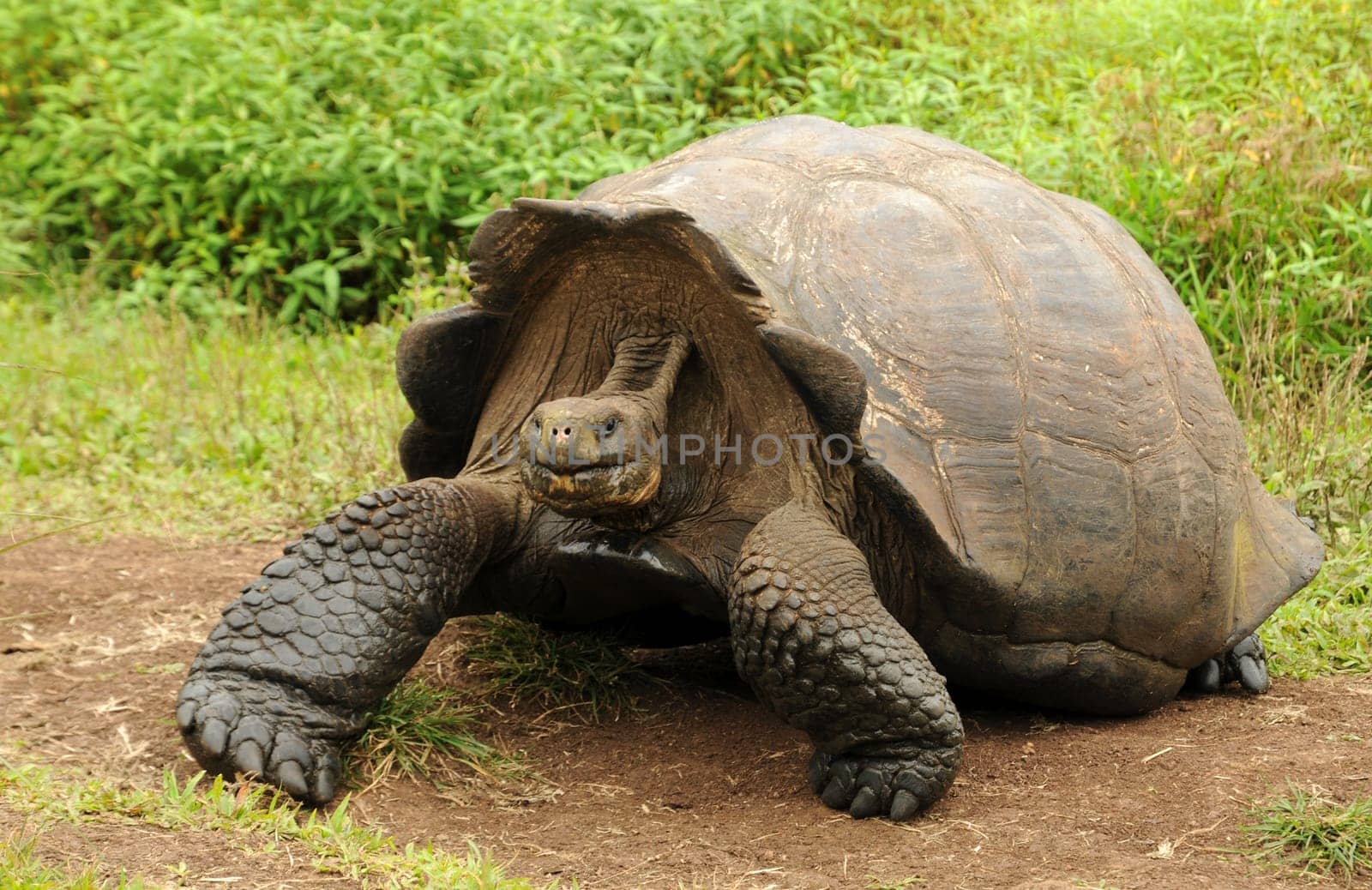 The Galapagos giant tortoise can weigh up to 300 kg! It can live for over 100 years!