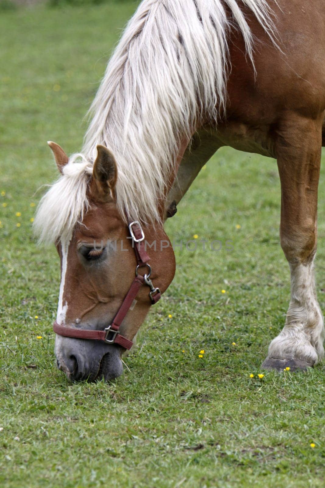 Jutland Coldblood Horse