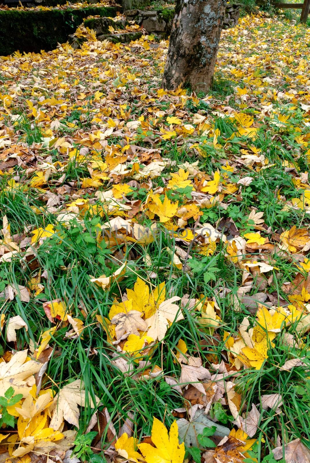 meadow with yellow leaves in autumn