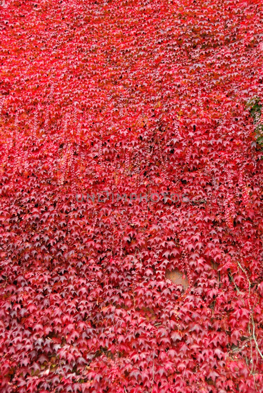 red wall covered with Virginia creeper in autumn