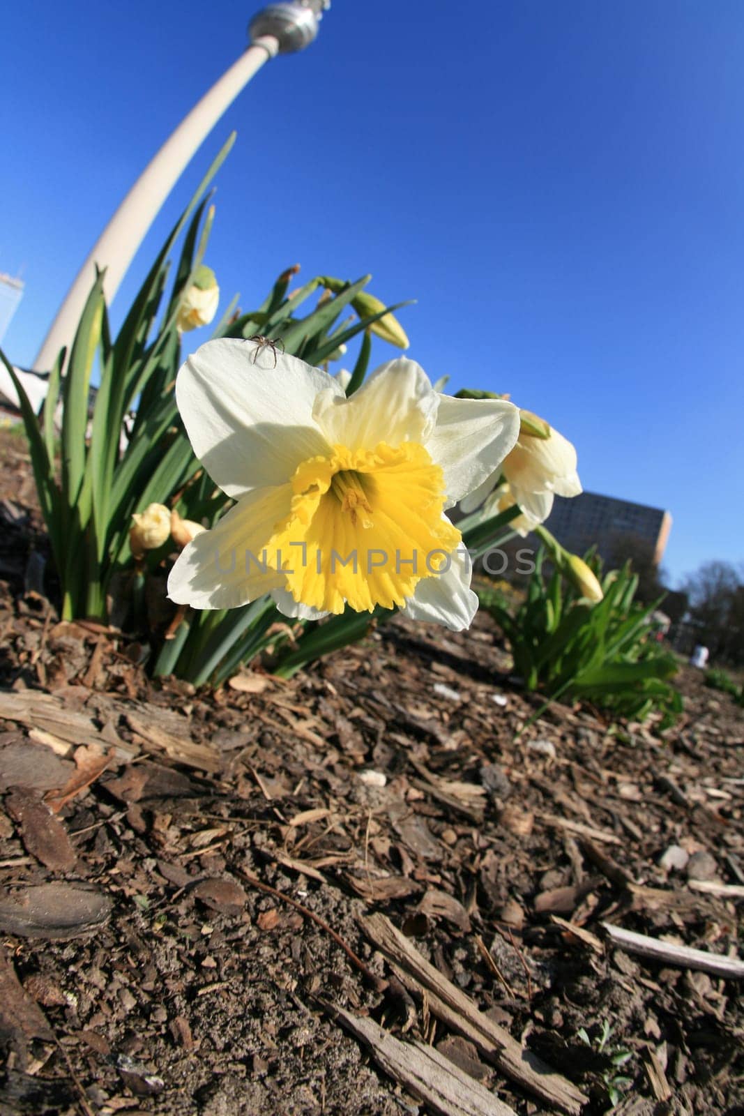 Spring in Berlin