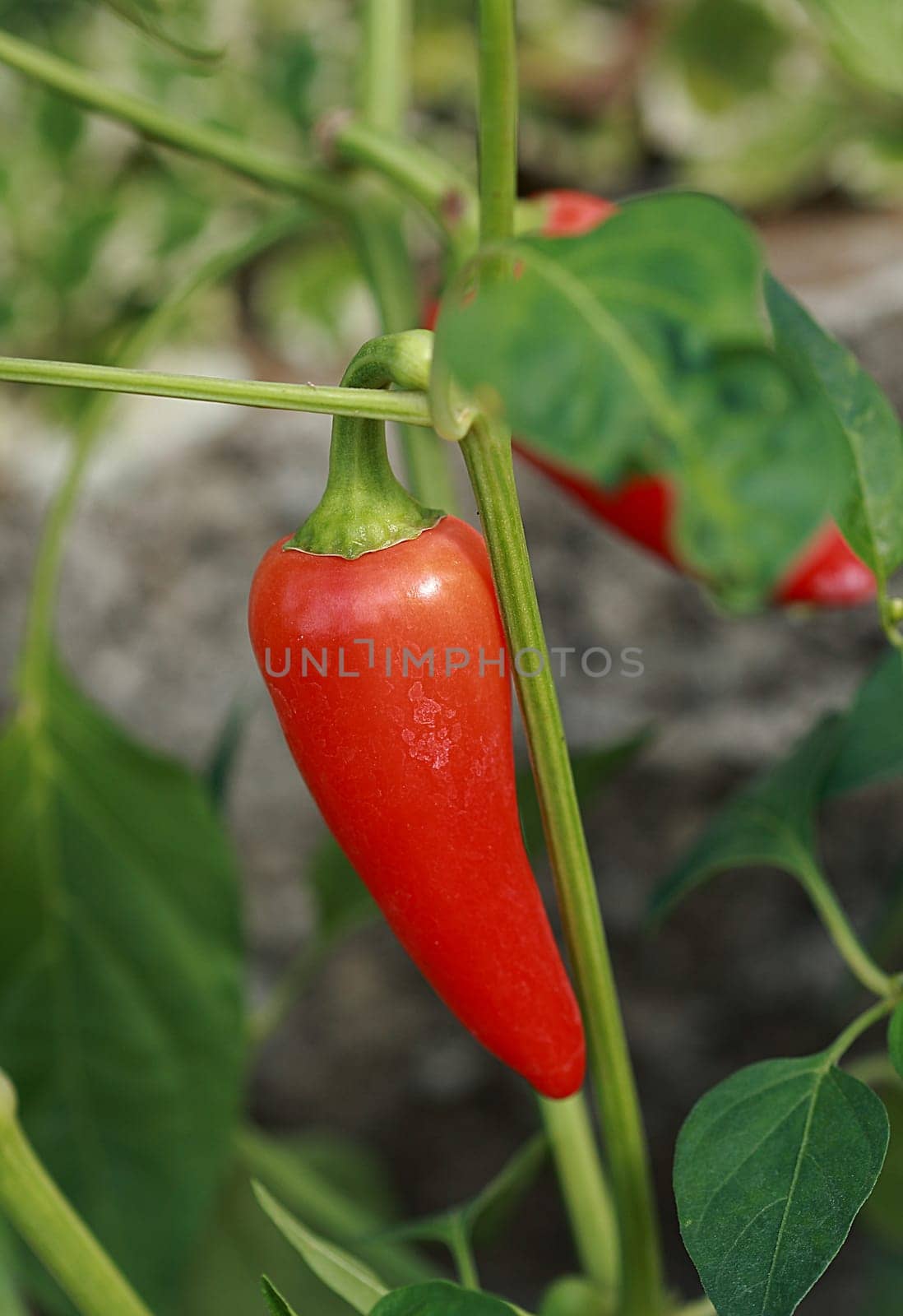 Chilli