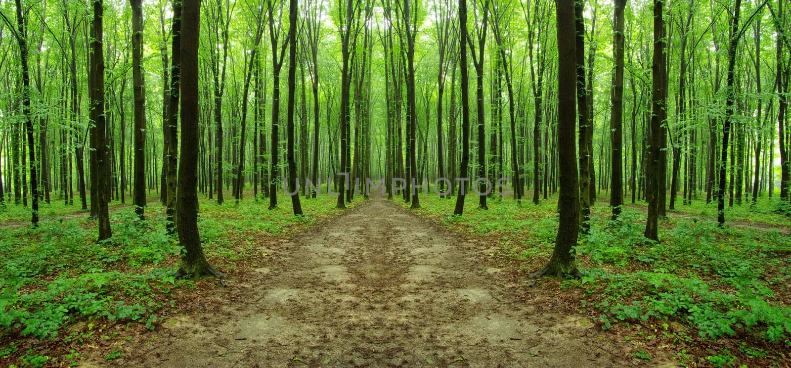 Summer forest. Nature green wood