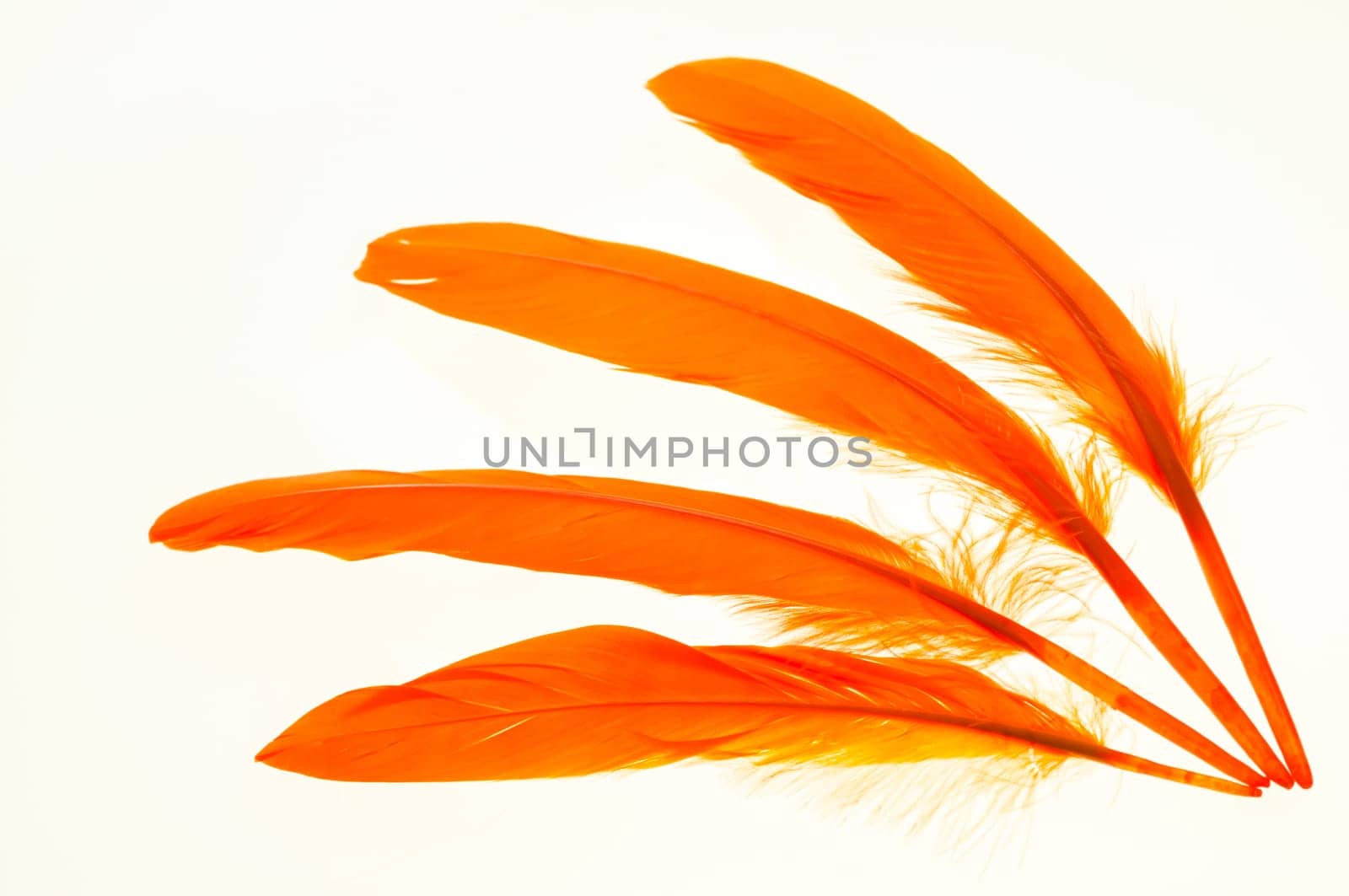 Four orange duck feathers close up