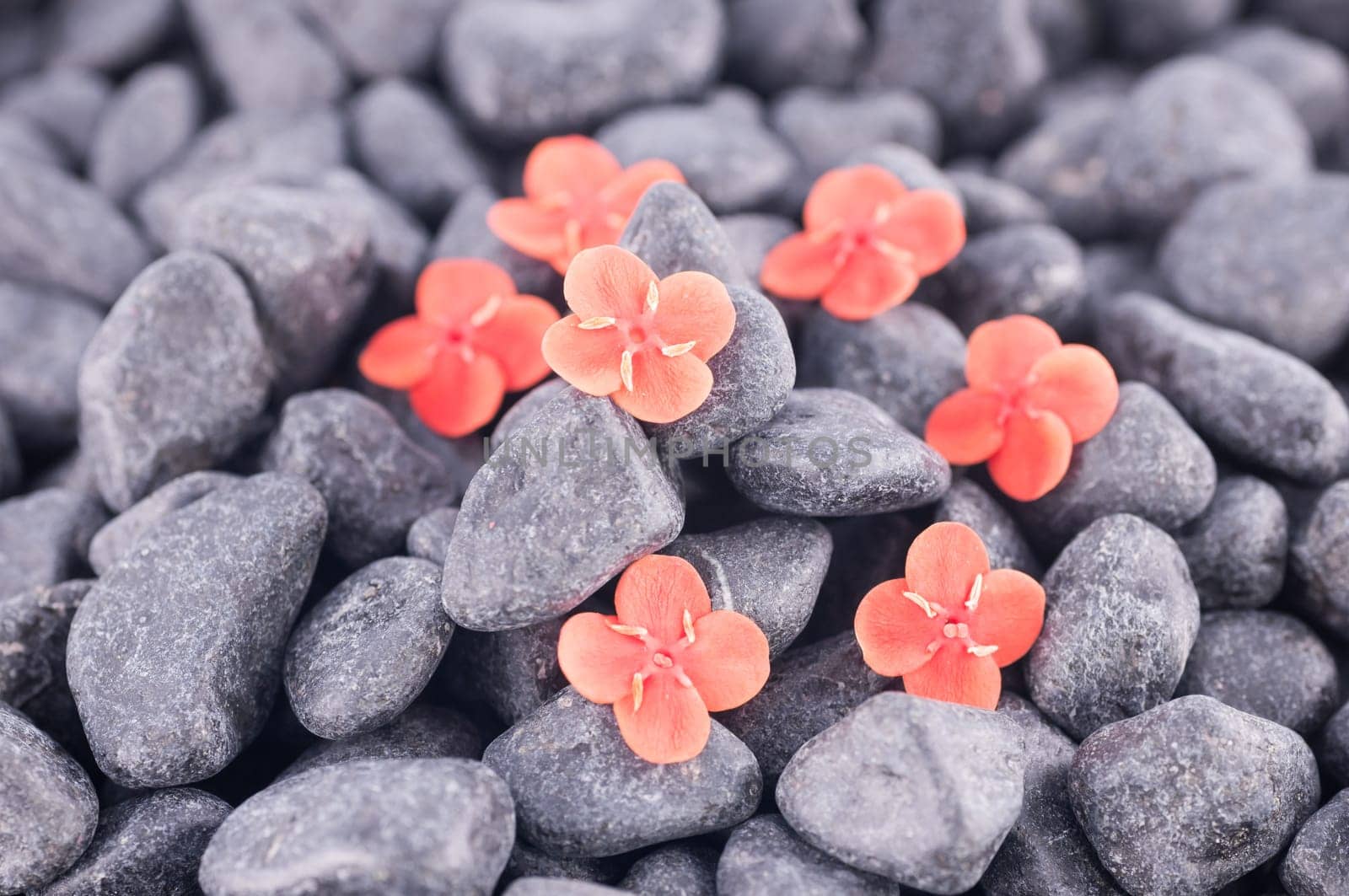 Ixora Prince of Orange flowers on black zen stone close up
