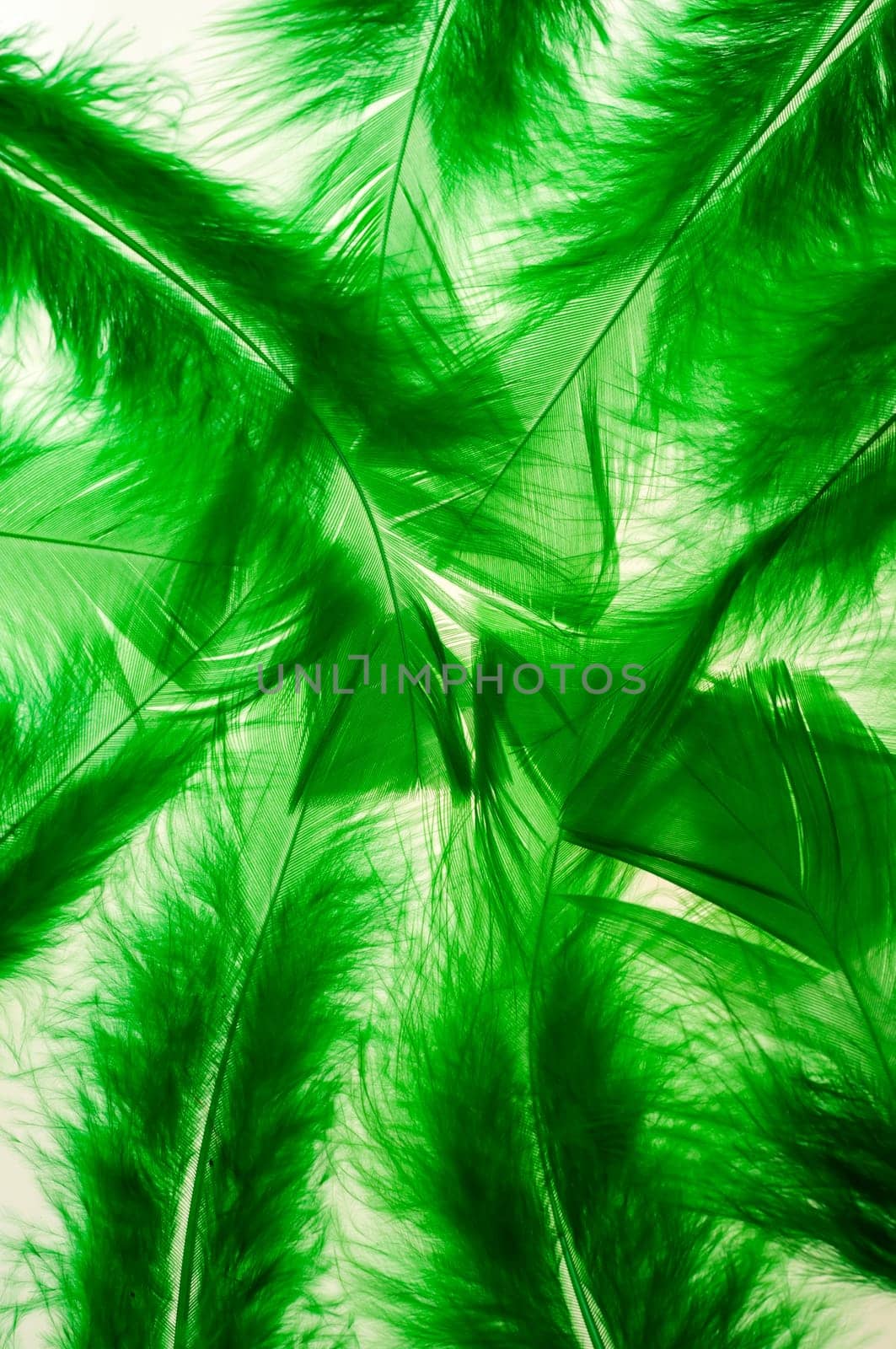Green fluffy feathers as a background