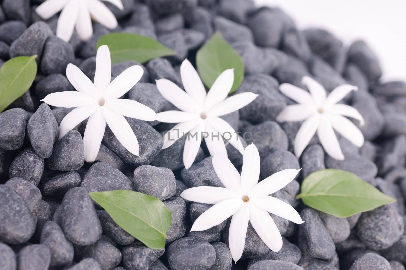 Jasmine flowers and leaves on zen stones