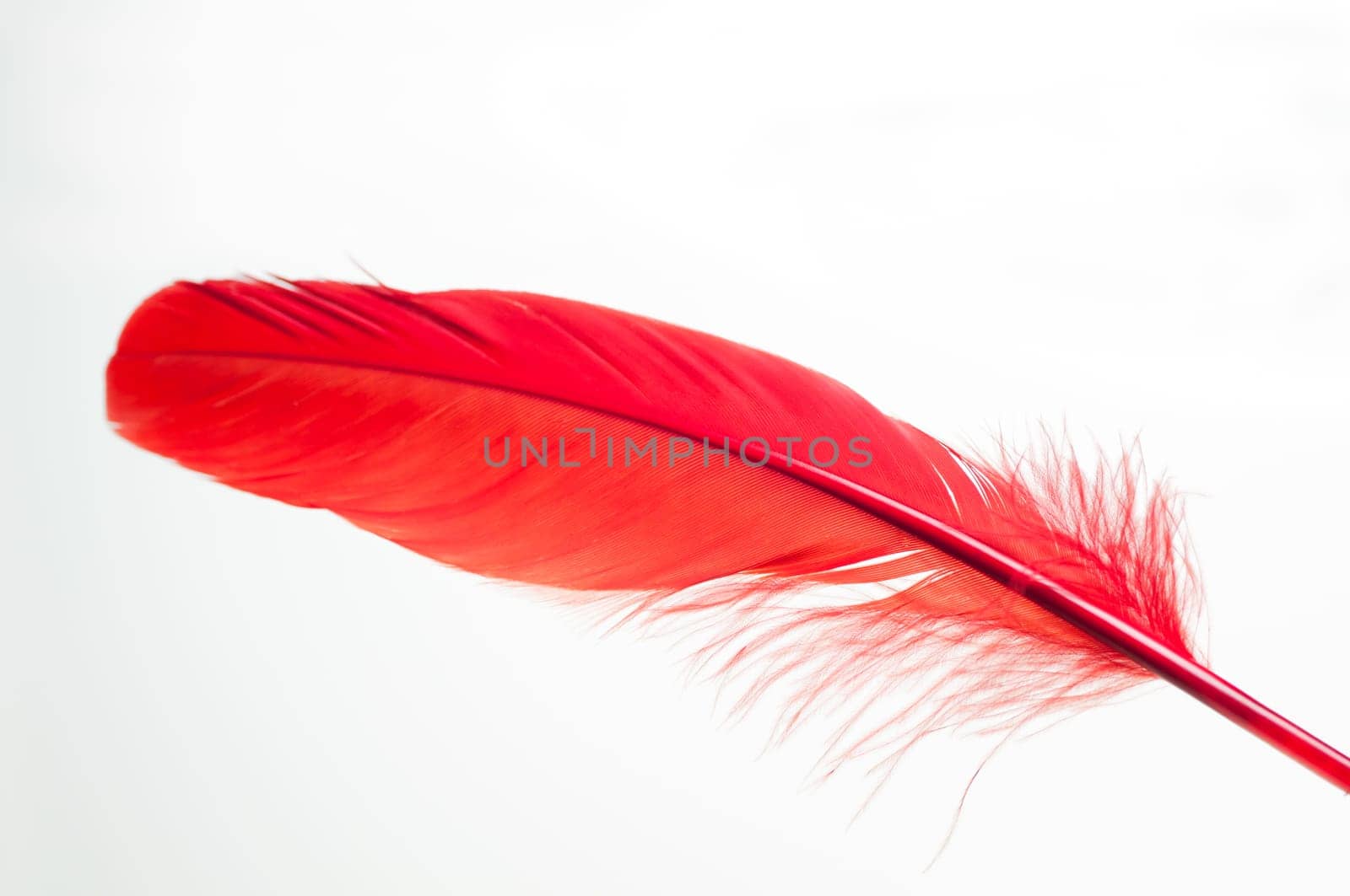 Red duck feather close up