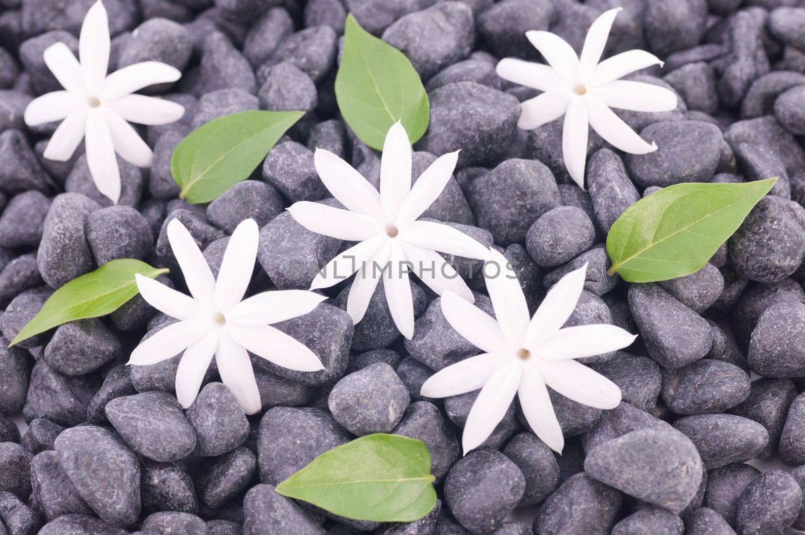Five white jasmine flowers and leaves over zen stone background