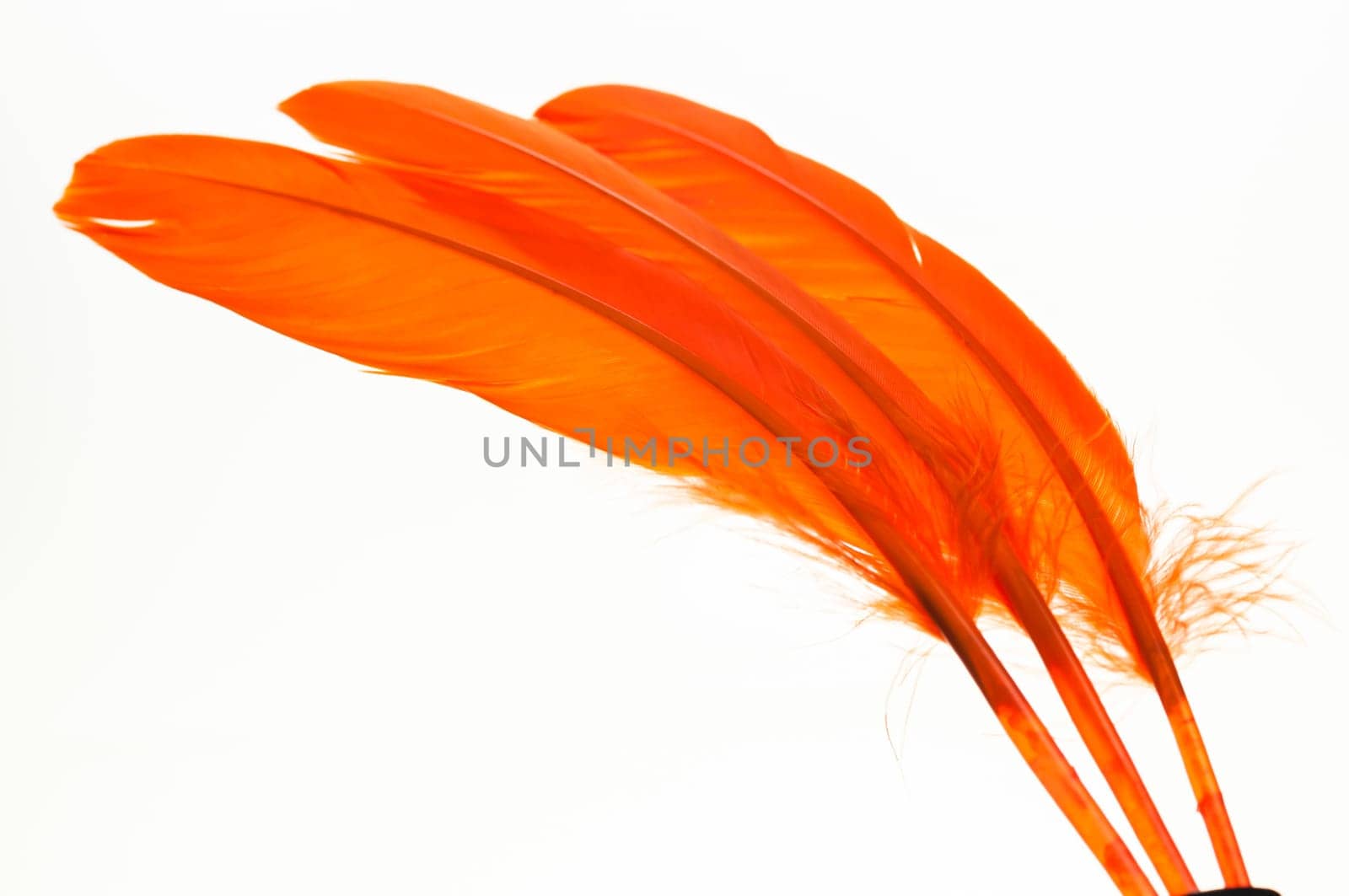 Three orange duck feather close up