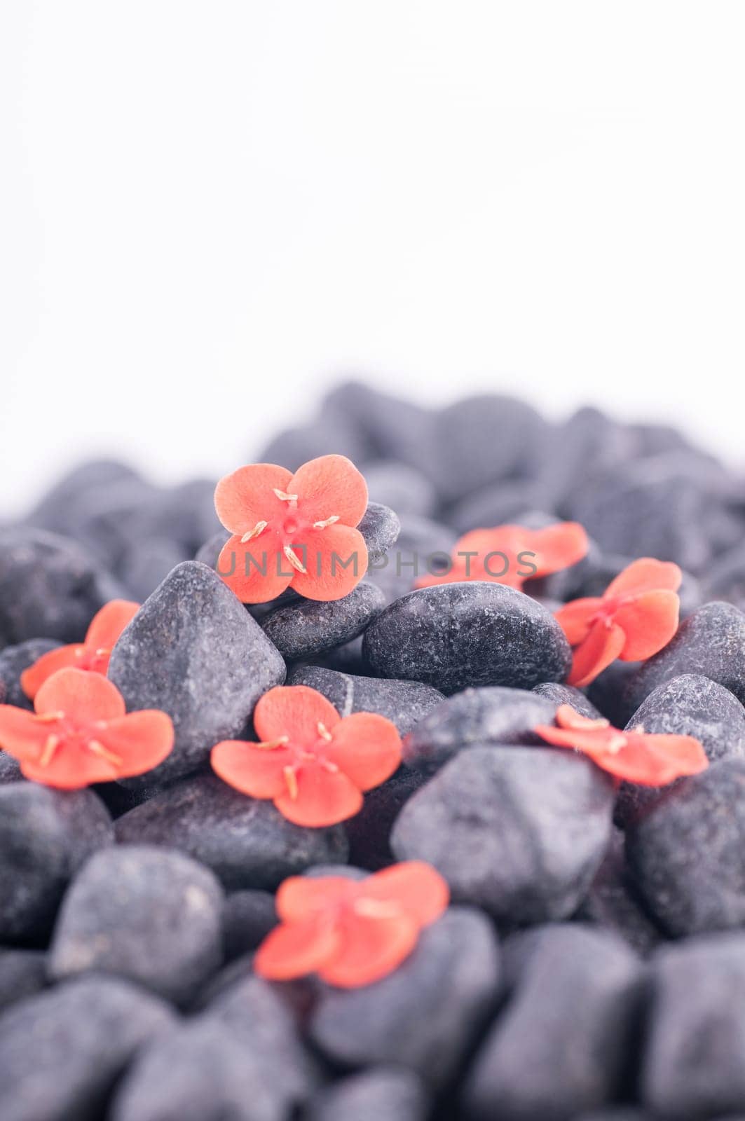 Orange flowers on black zen stone close up