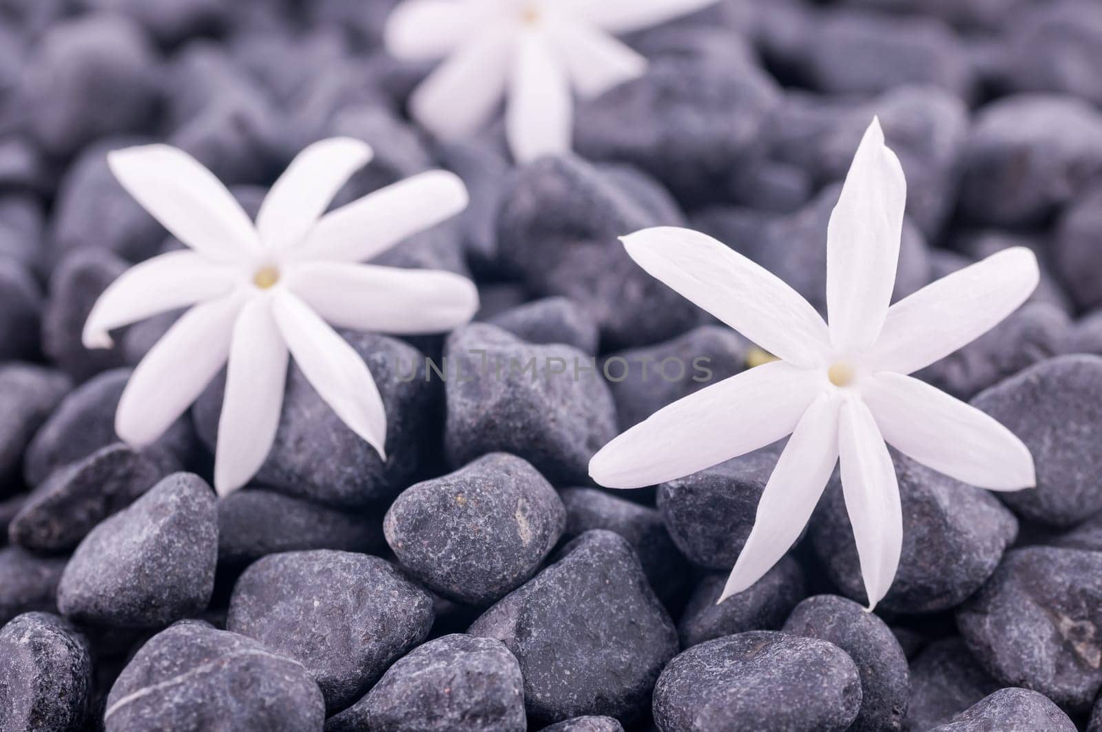 Three jasmine flowers on zen stones over white background