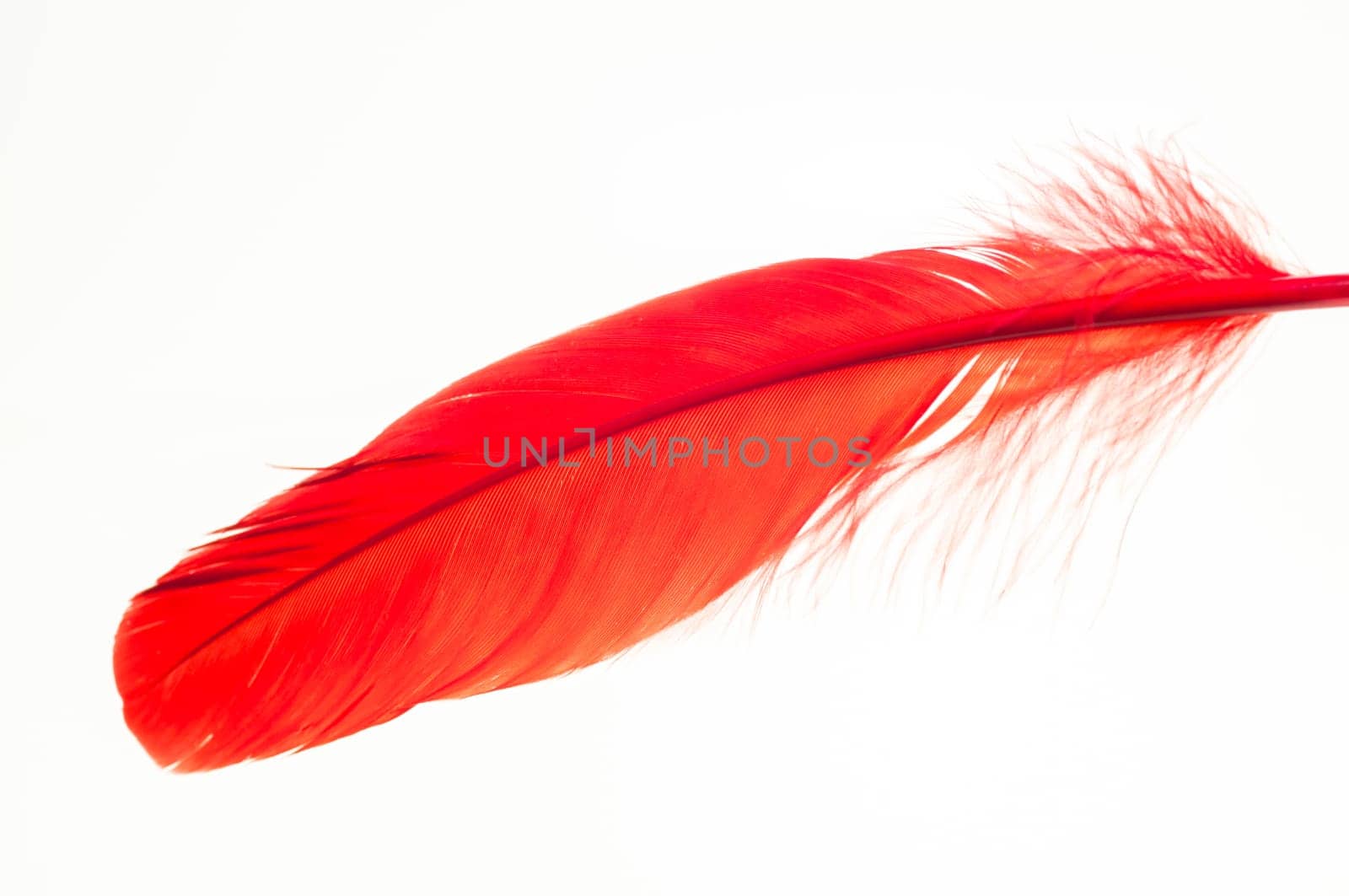 Red duck feather close up