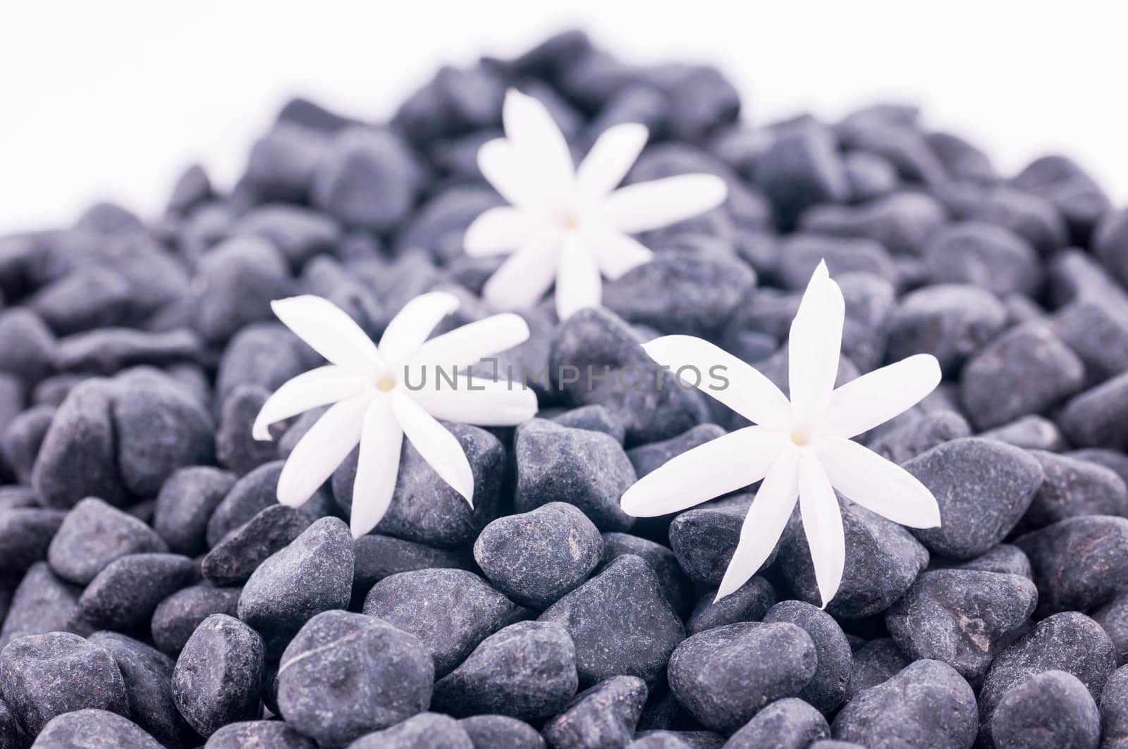 Three jasmine flowers on zen stones over white background