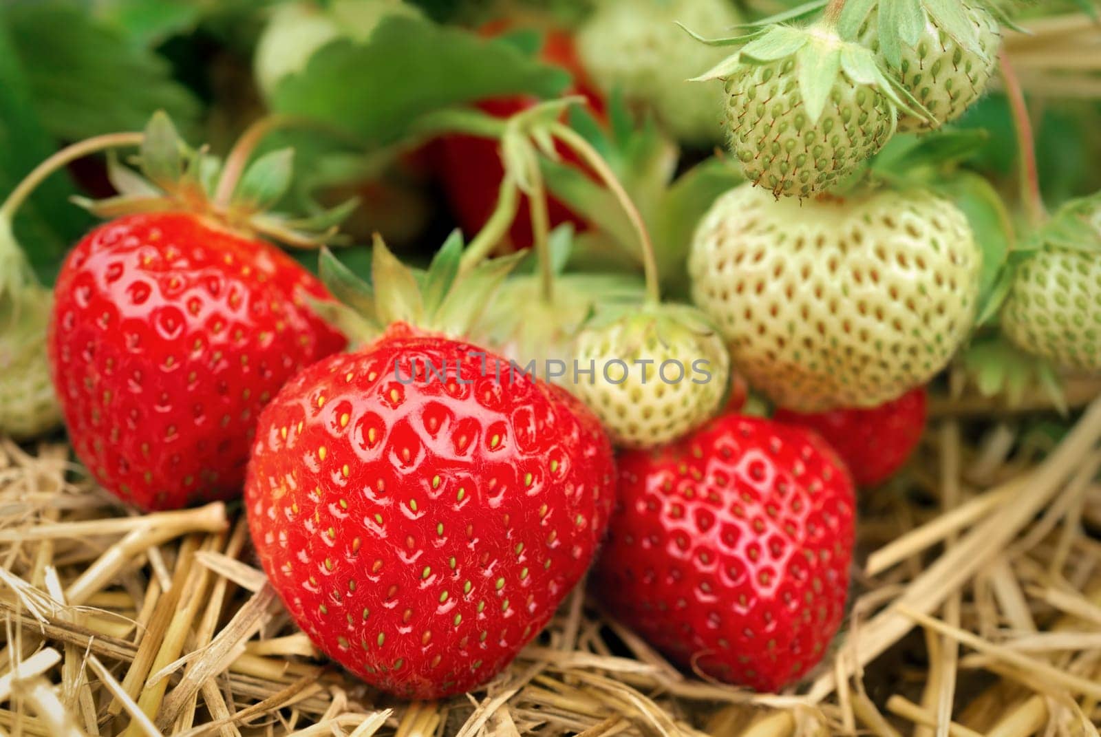 Ripe and unripe strawberries on the bush