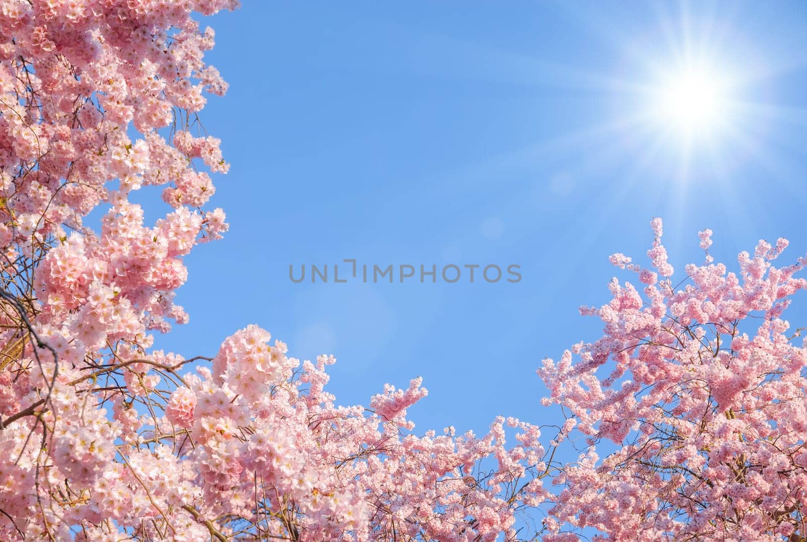 Blossoming cherry trees on a clear sky with sun