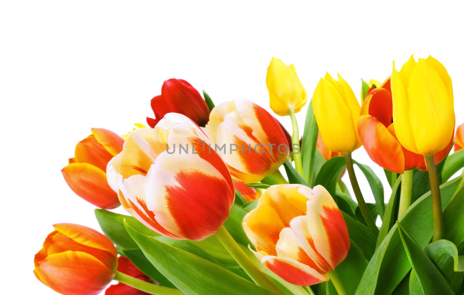 Detail of colorful tulip bouquet on white background