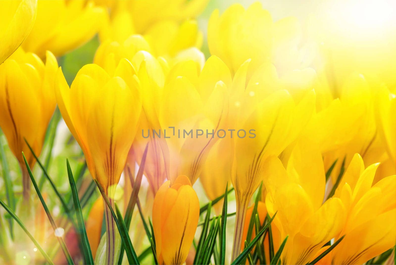 Yellow crocuses in bright,beautiful sunlight