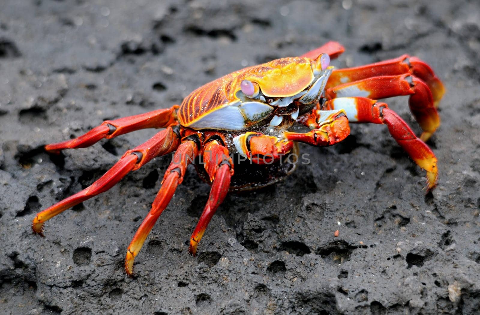 Cliff Crab