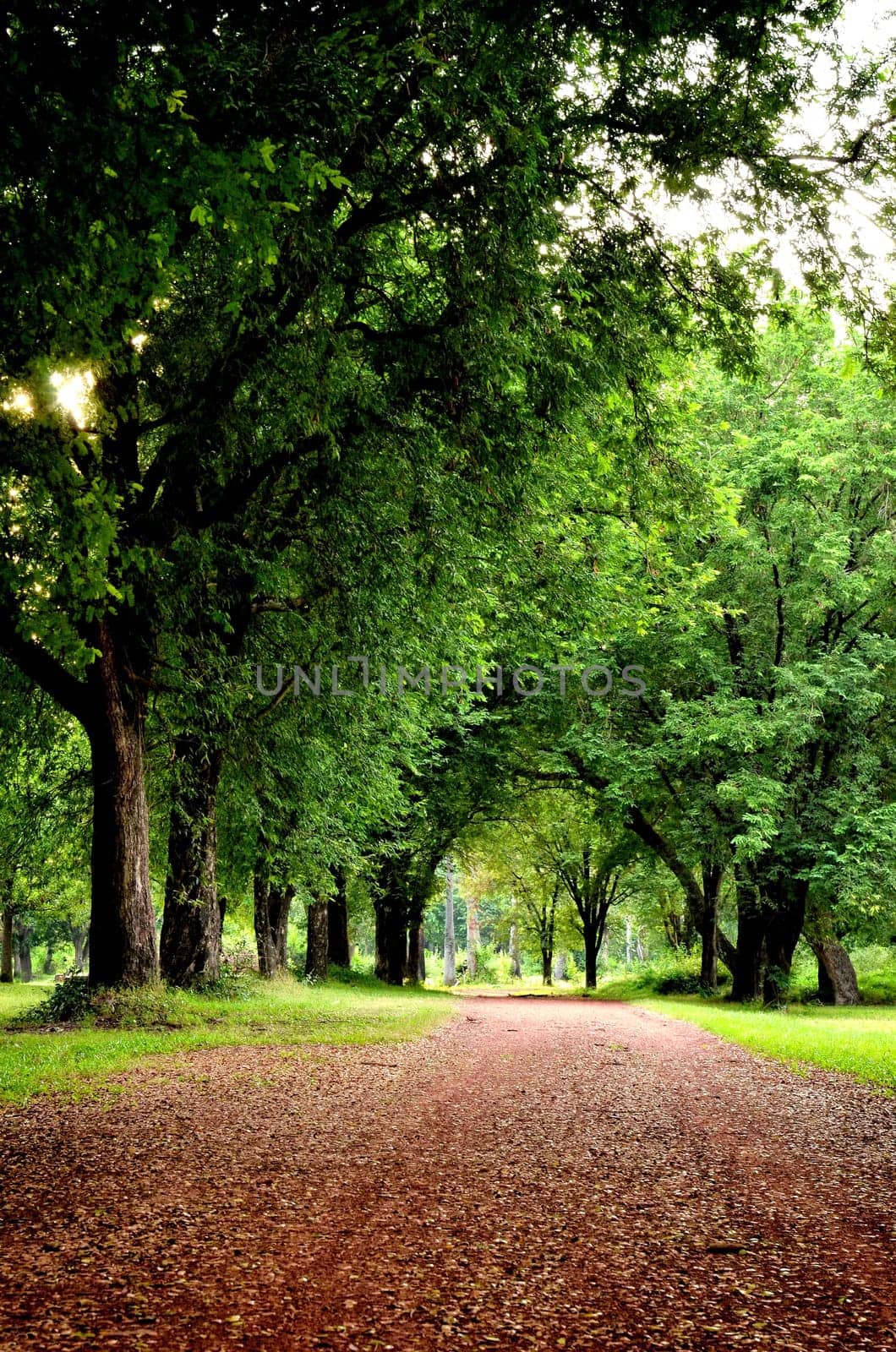 road in a garden with tree and green grass