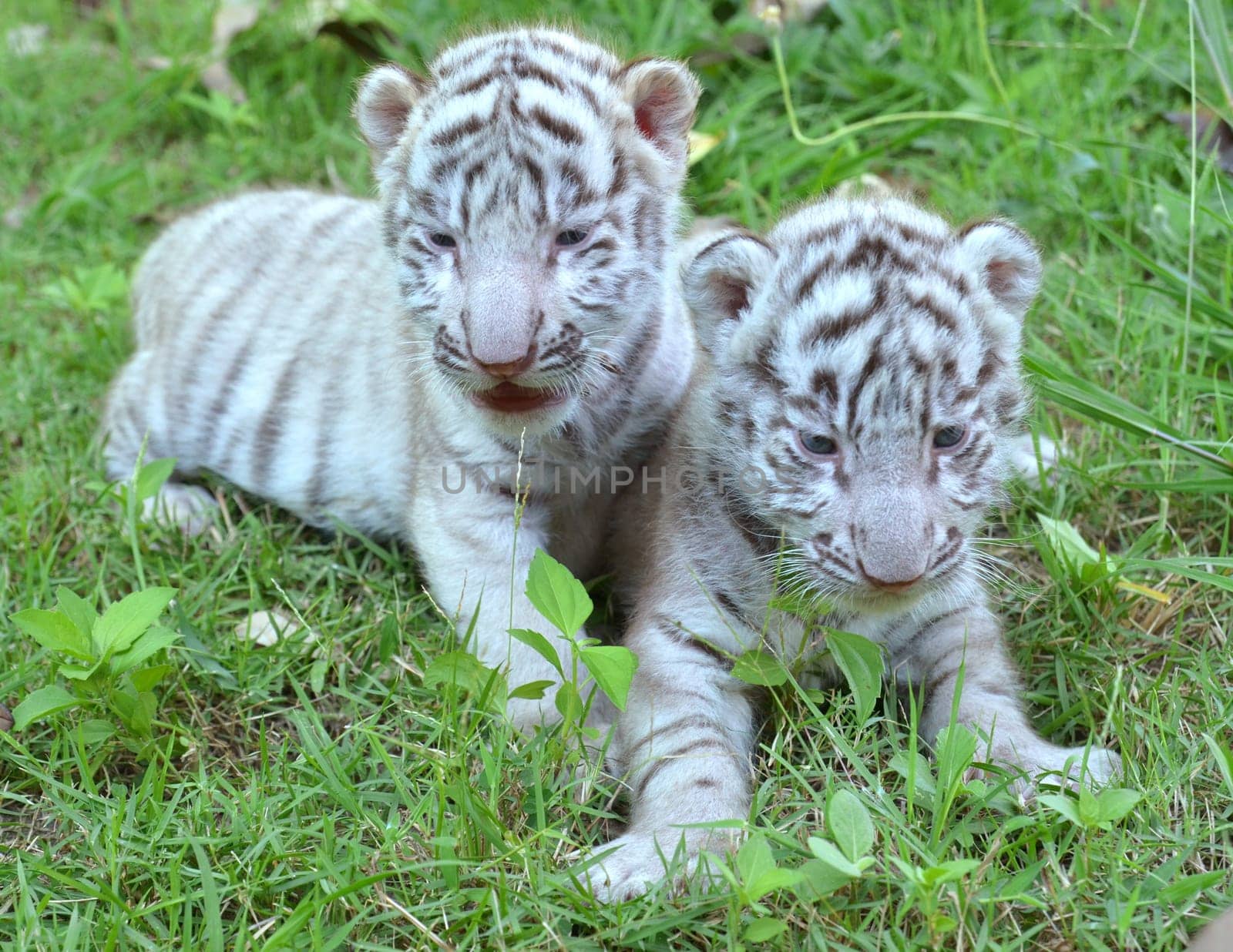 2 baby white tiger playing on grass